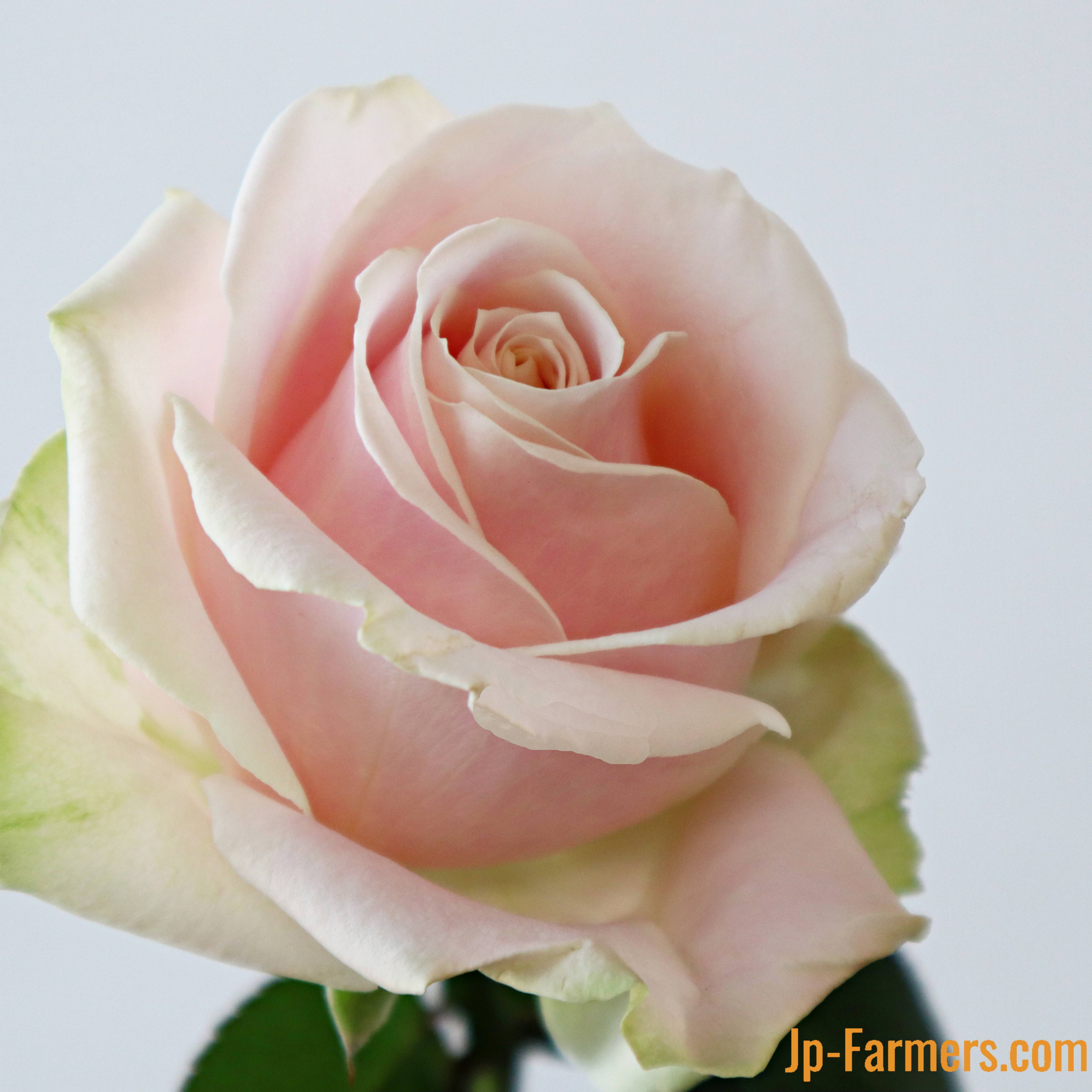 神田ばら園 10本 ☆バラ品種名： スイートアバランチェ | 新鮮お花問屋