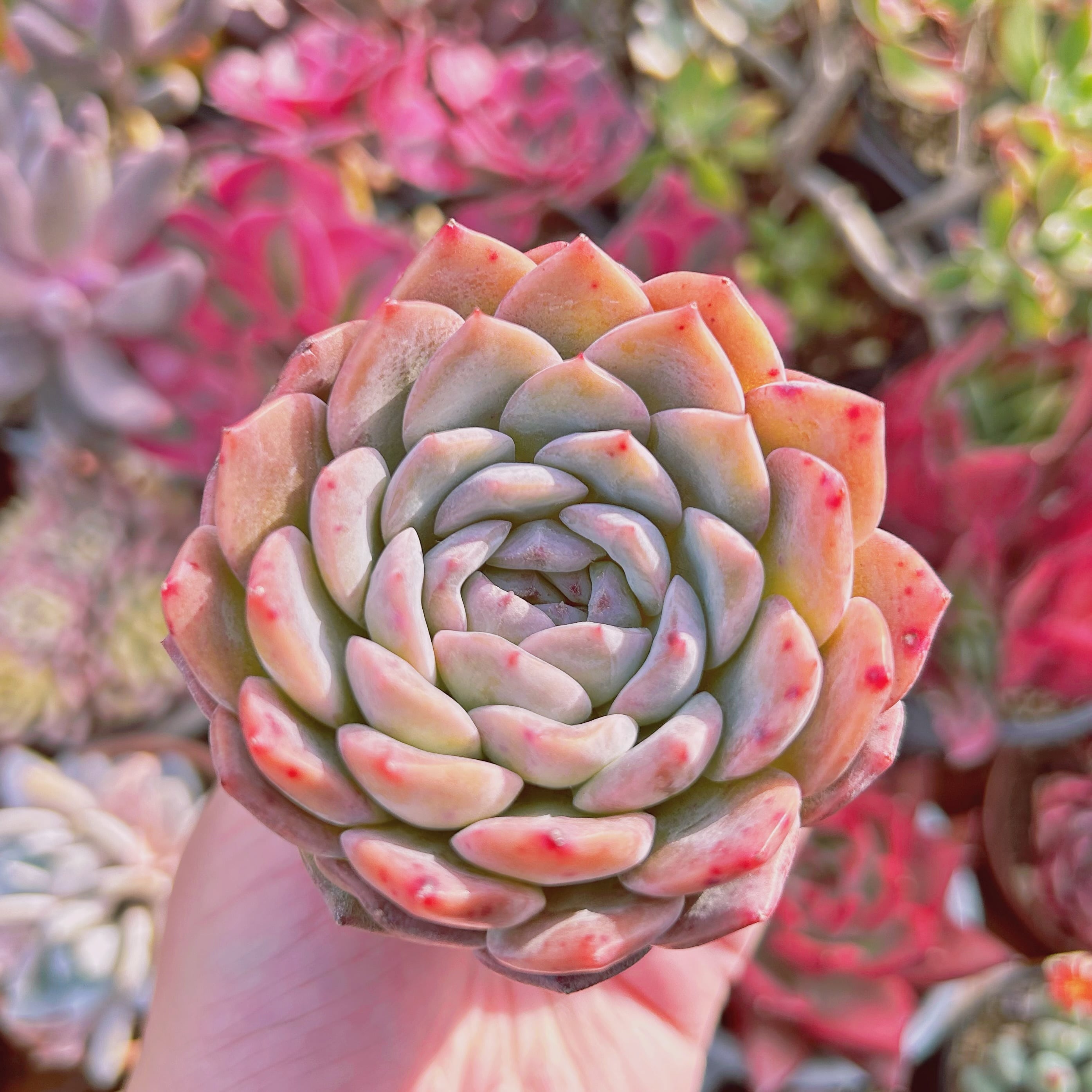 多肉植物  Echeveria  新品種　クリスタルブルー　大苗