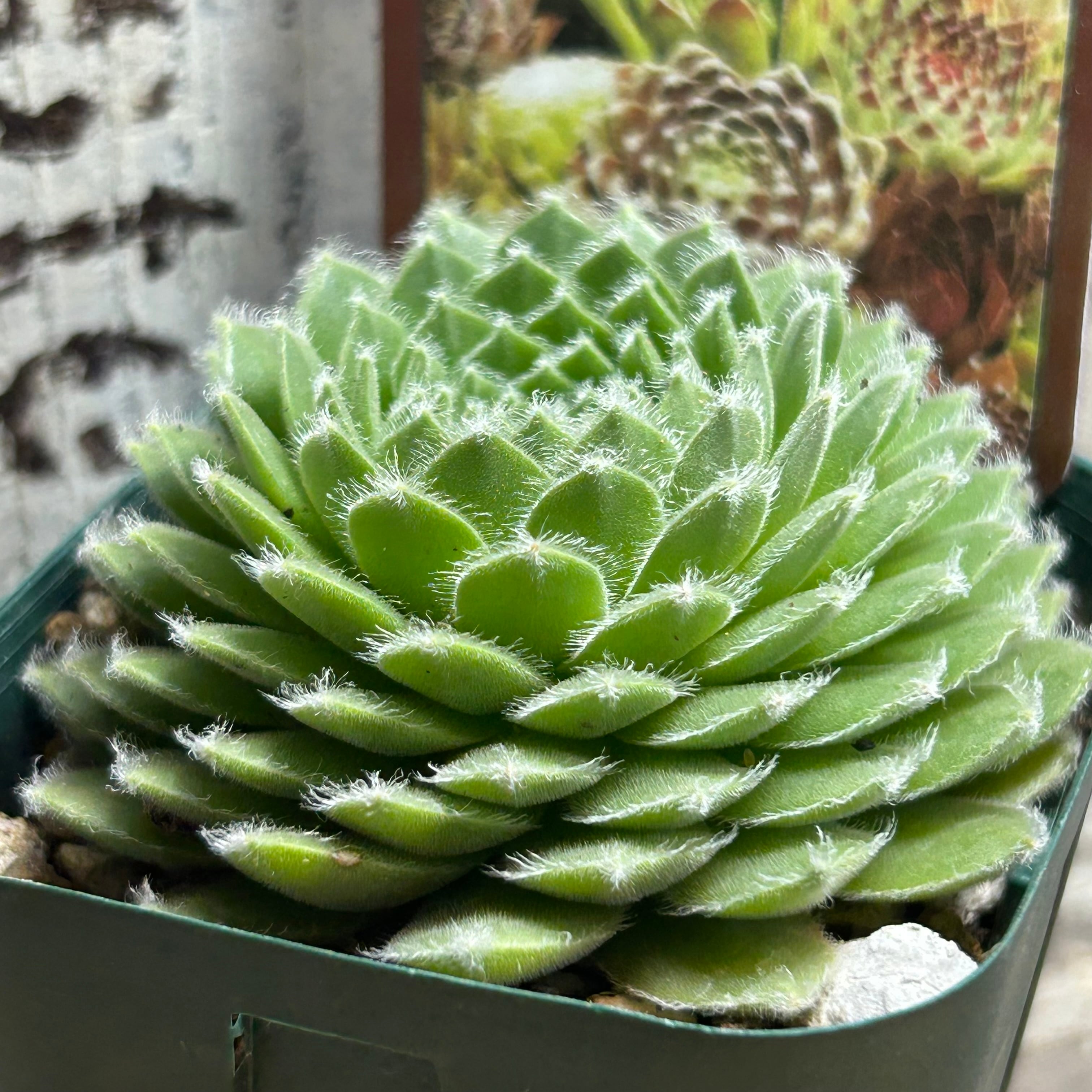 ムーンドロップ センペル | RuPo 多肉植物専門店