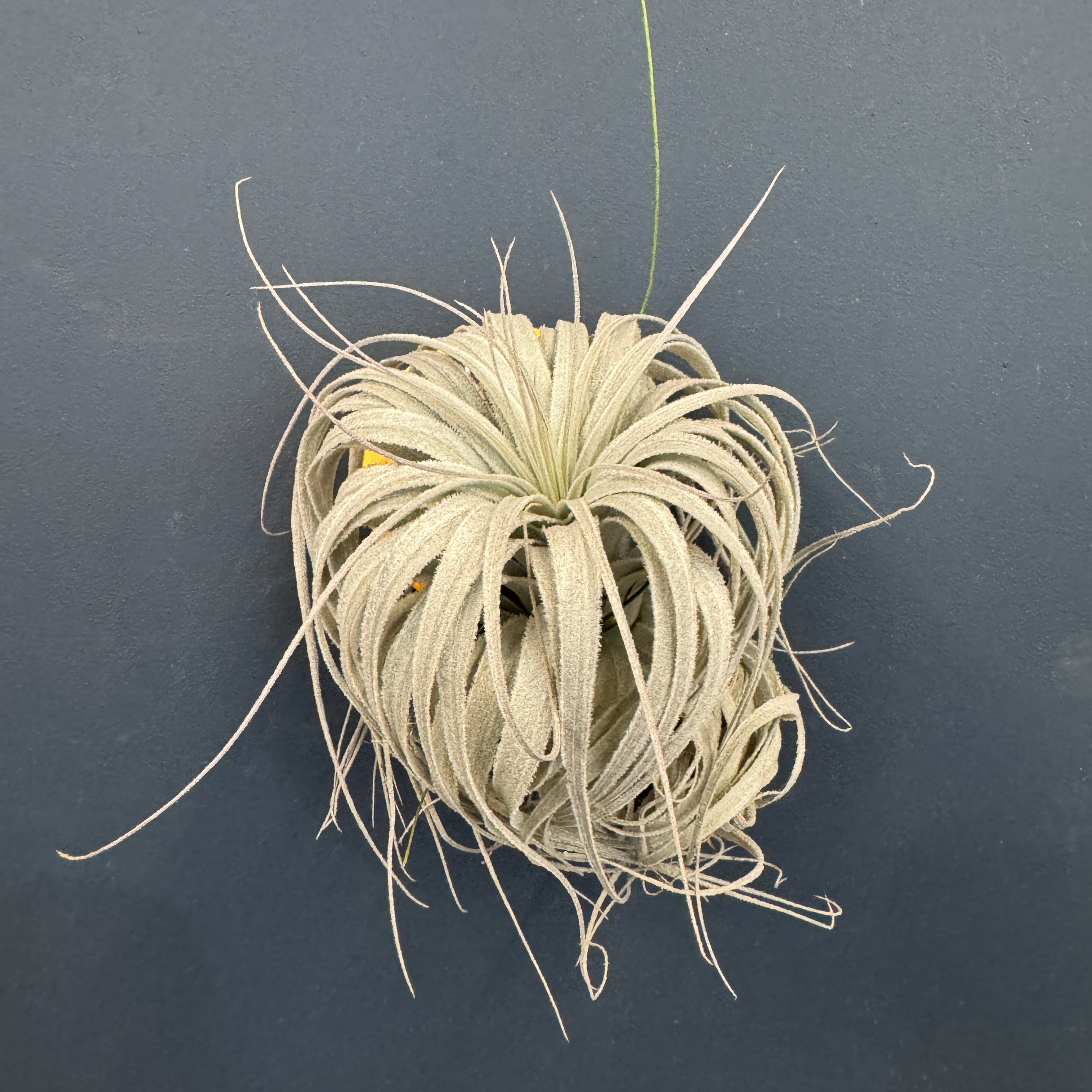 チランジア | PROTOLEAF プロトリーフ