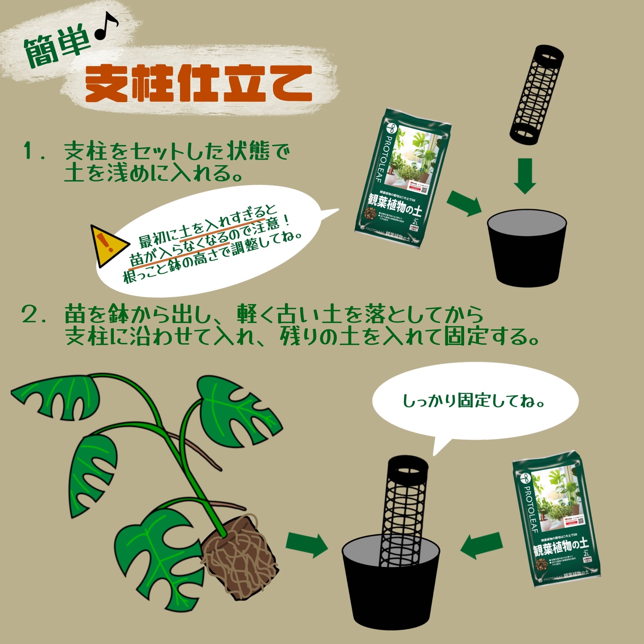 モンステラ支柱仕立て応援セット】ヒメモンステラ【404】 | PROTOLEAF