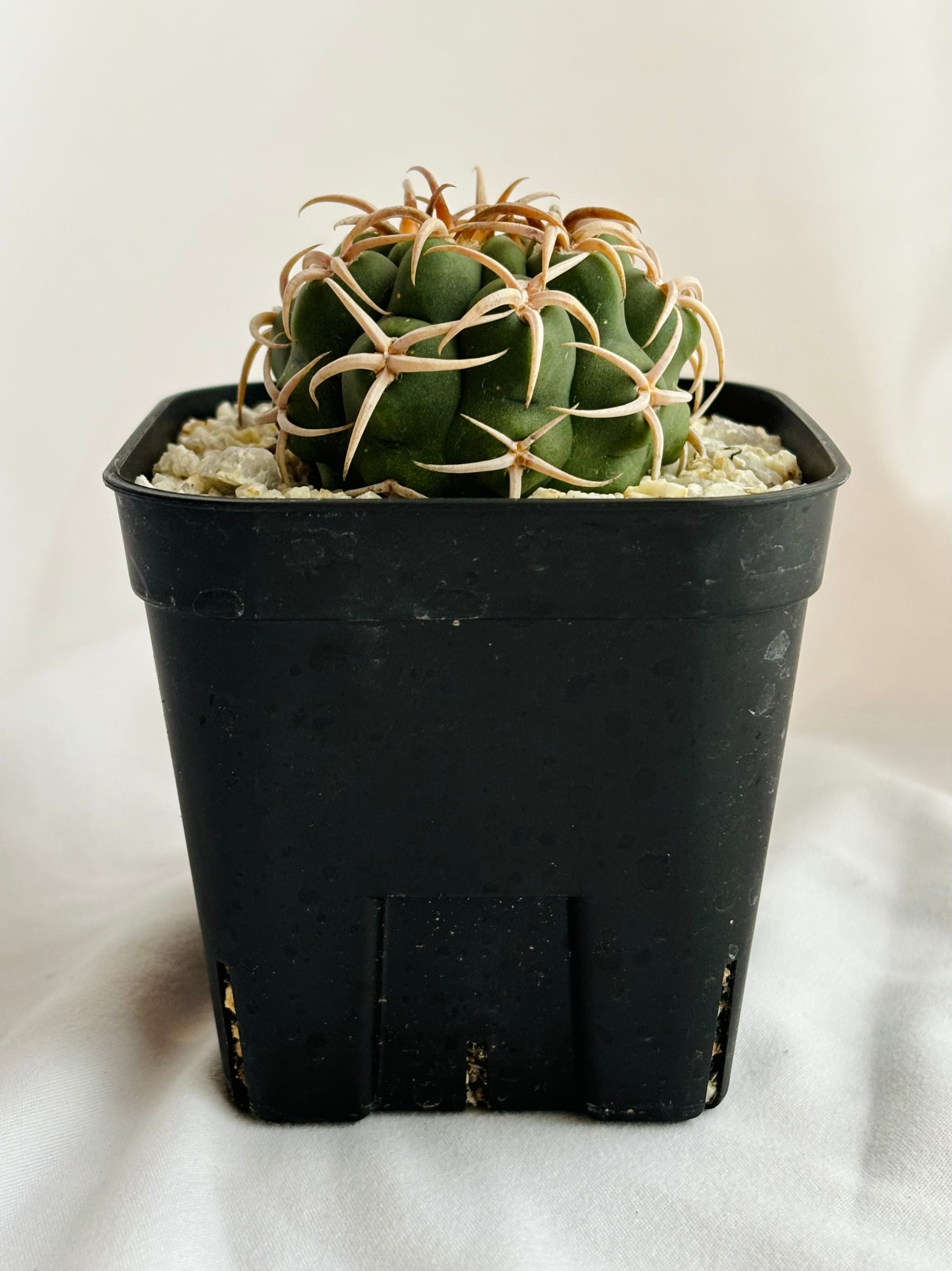 Gymnocalycium mostii ssp. ferocior ギムノカリキュウム フェロ