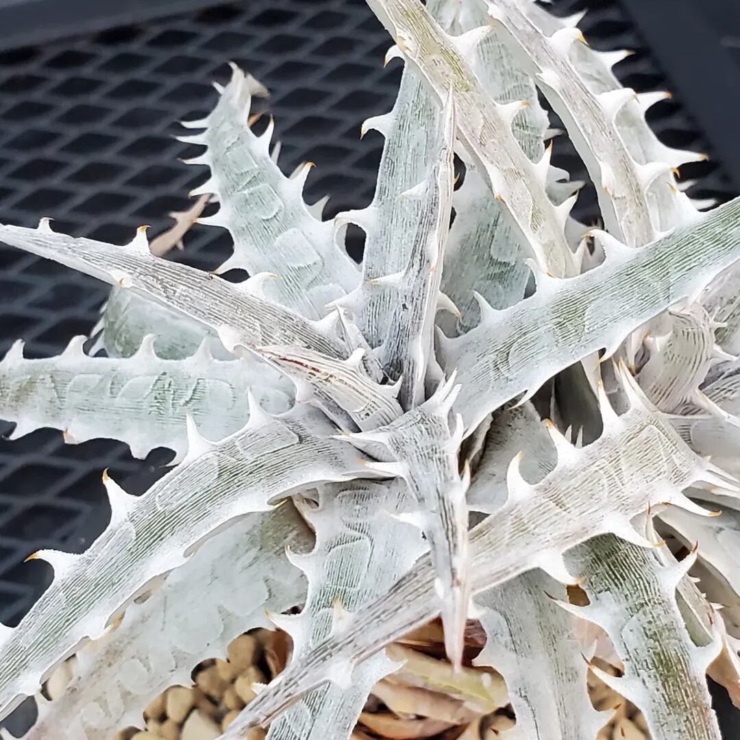F00485_Dyckia goehringii (Original Clone)分頭株：ディッキア
