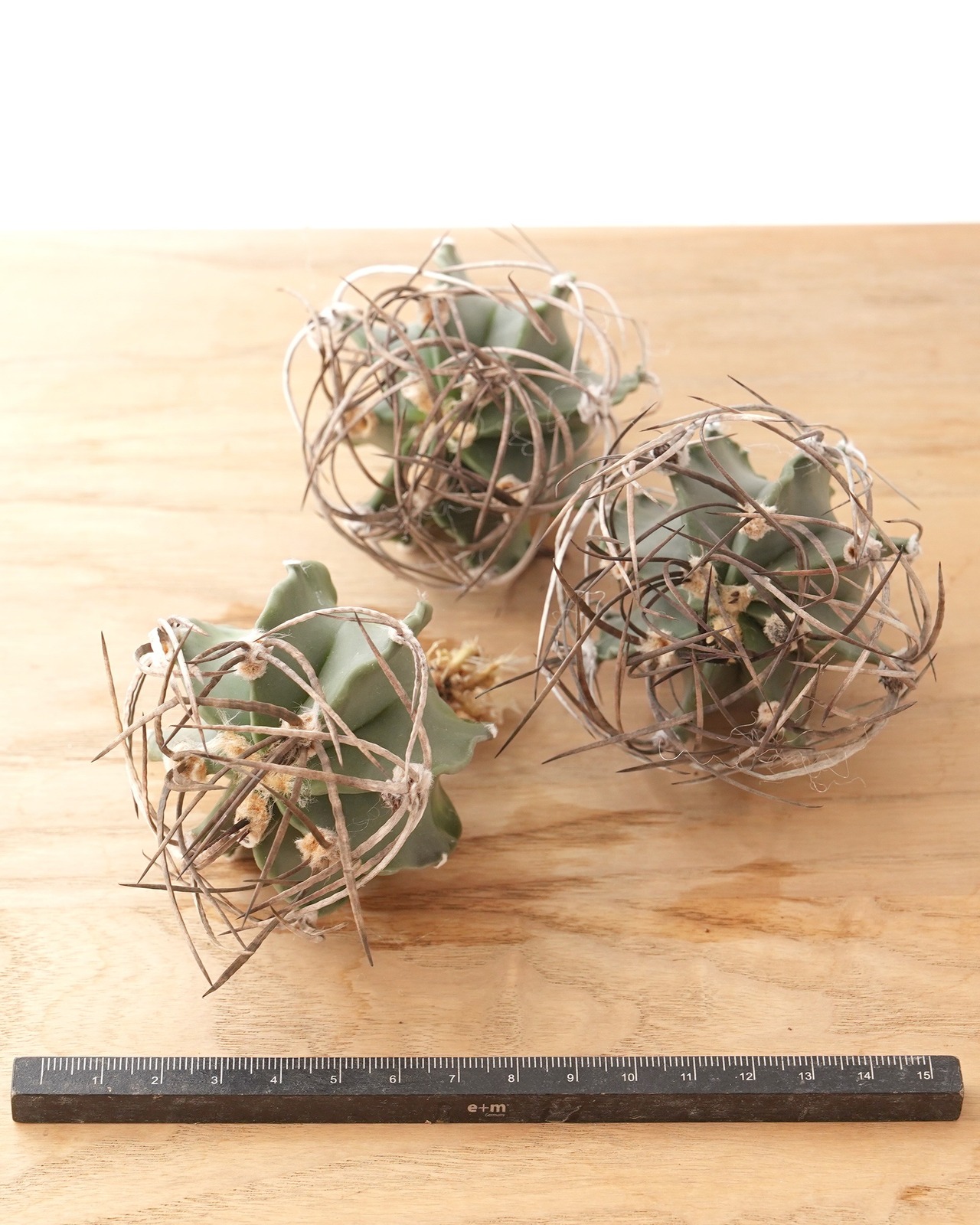 一部発根済カット苗 水牛大鳳玉 M Astrophytum capricorne var.crassispinum 'Suigyu'