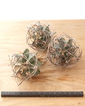 一部発根済カット苗 水牛大鳳玉 M Astrophytum capricorne var.crassispinum 'Suigyu'
