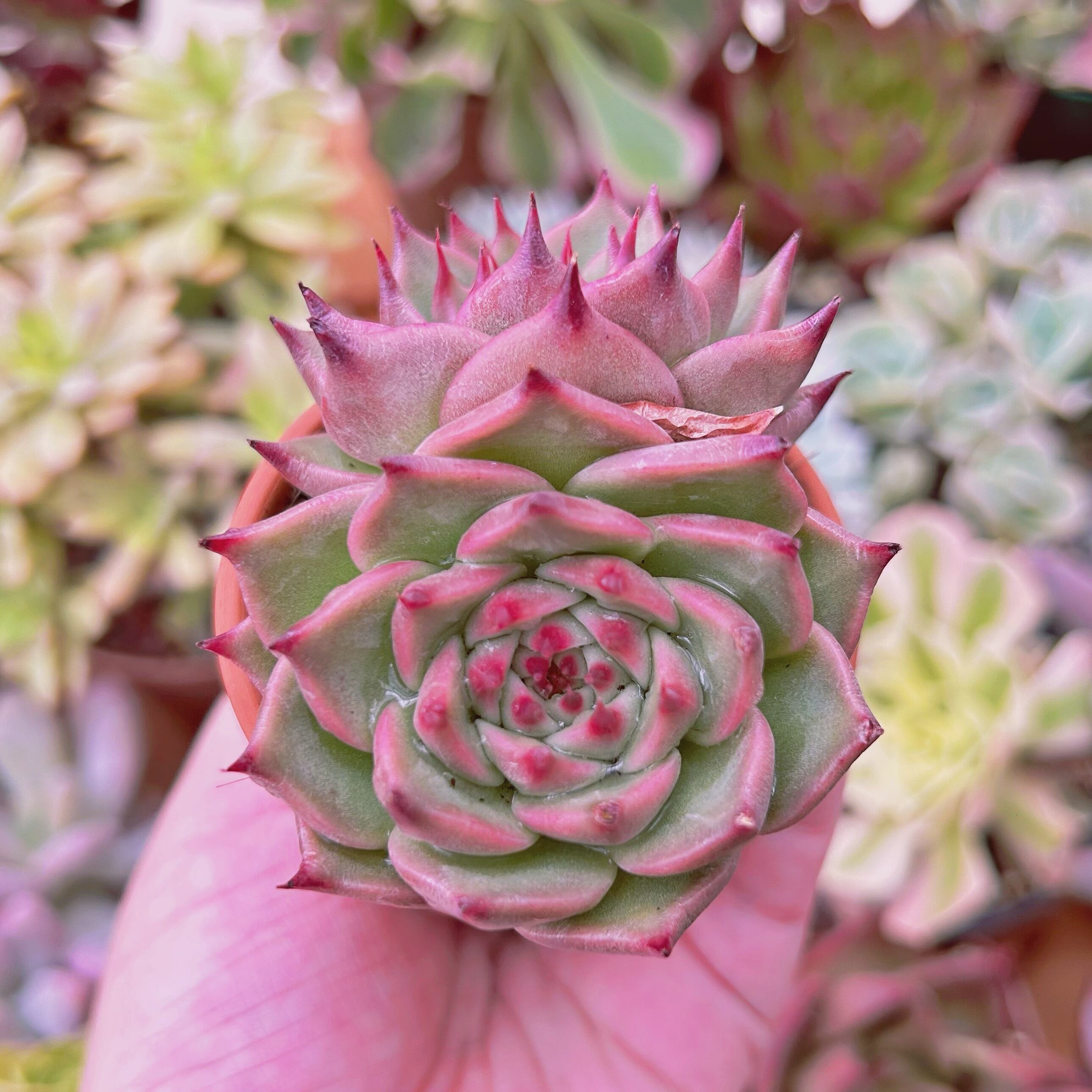 多肉植物　Echeveria トスカネッリ　群生
