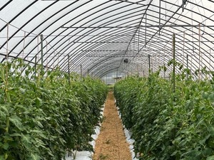 新鮮桃太郎夏トマト　不揃い　2.9㎏以上　２２００円