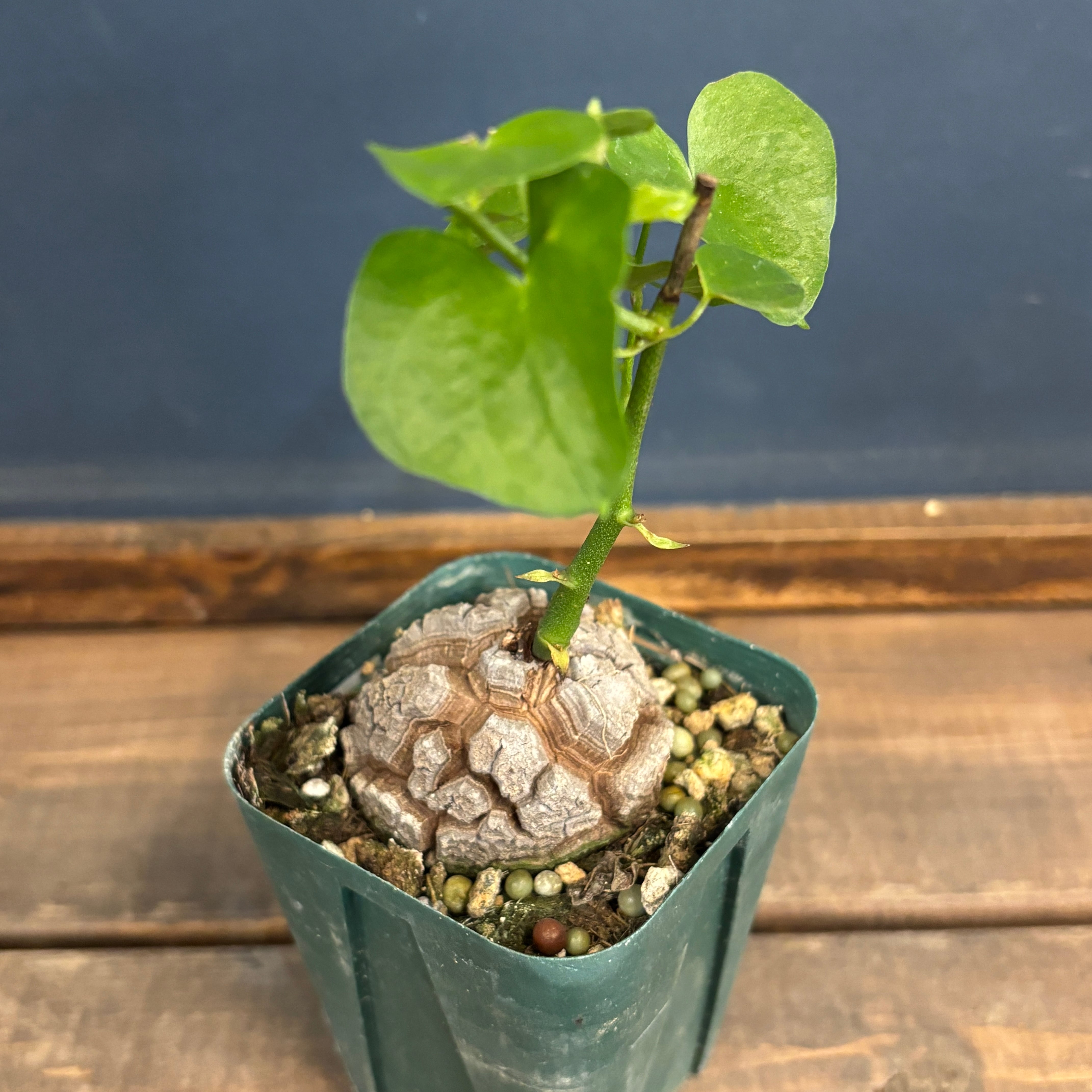 ディオスコレア エレファンティペス 亀甲竜 実生選抜【347