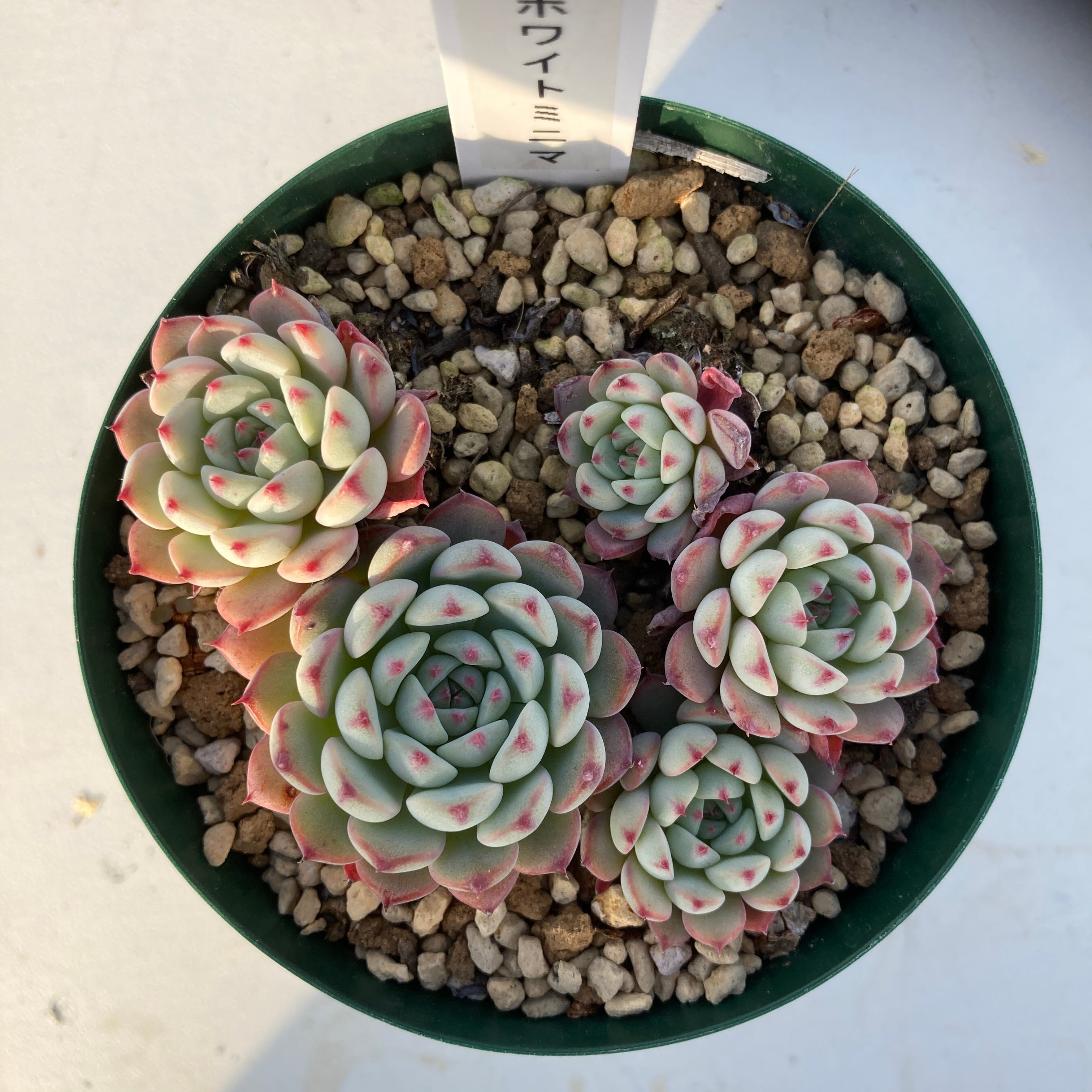 現物商品 ホワイトミニマ 5頭 多肉植物研究所 現物商品 ホワイトミニマ 5頭 多肉植物研究所