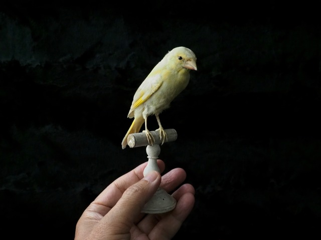 鳥の剥製　Canaria Ⅱ