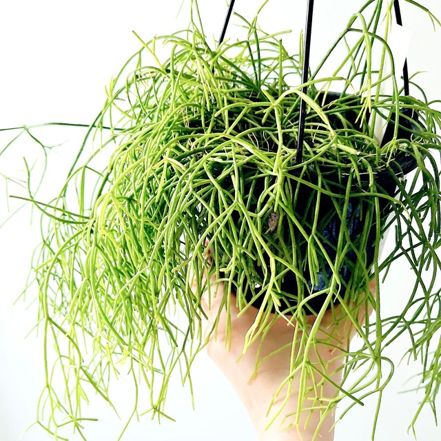 【再入荷】リプサリス カスッサ 透明感のある森林サボテン 観葉植物 calm cafe