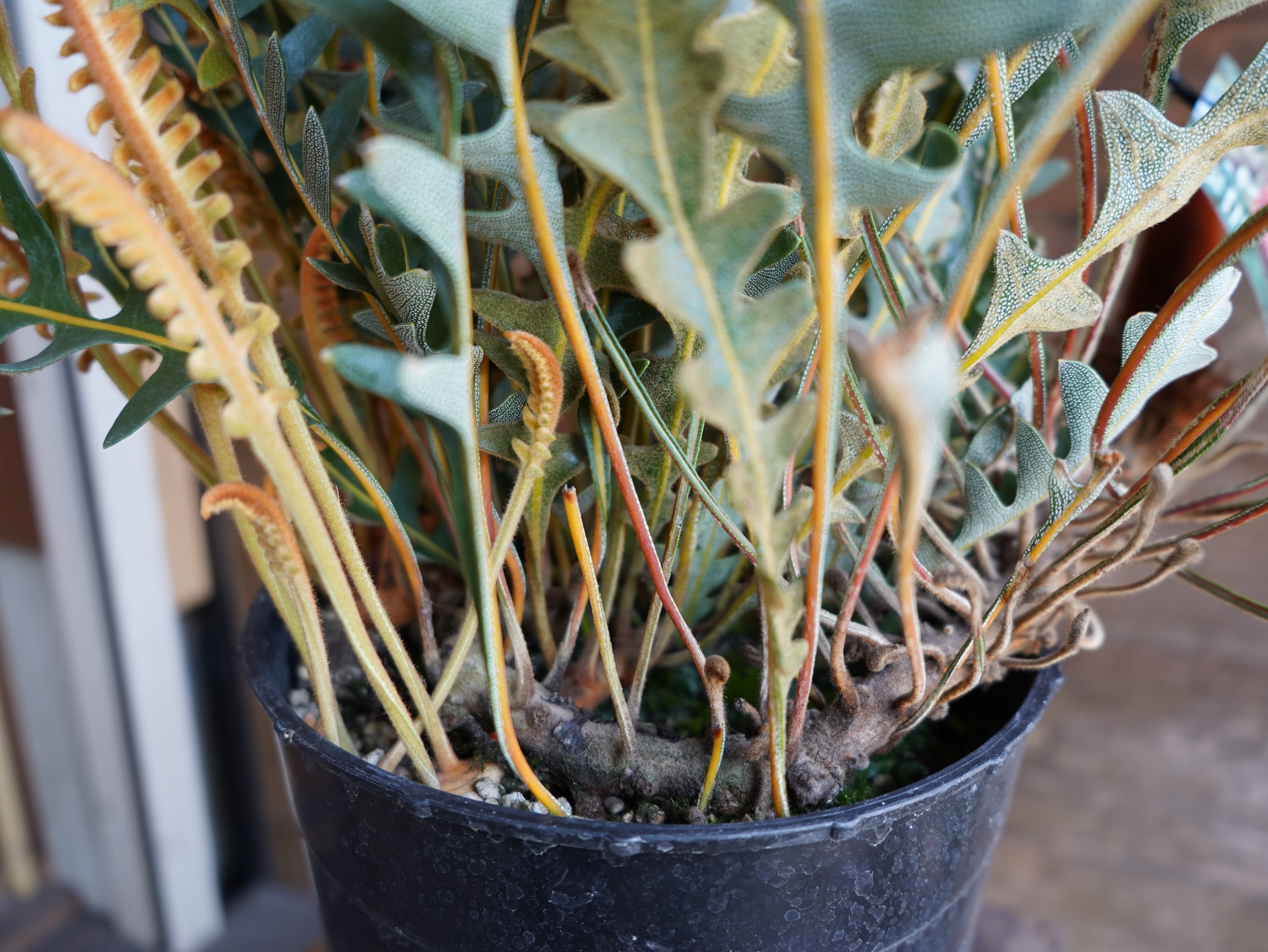 【現物】バンクシア "ブレイクニフォリア"