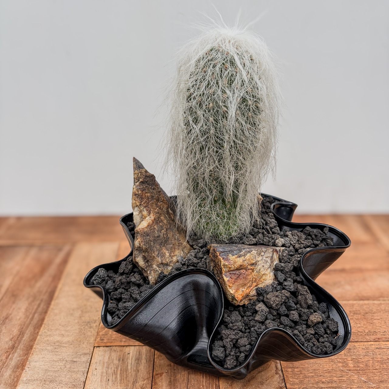 Cephalocereus senilis【ケファロケレウス・翁丸with GROOVE POT】