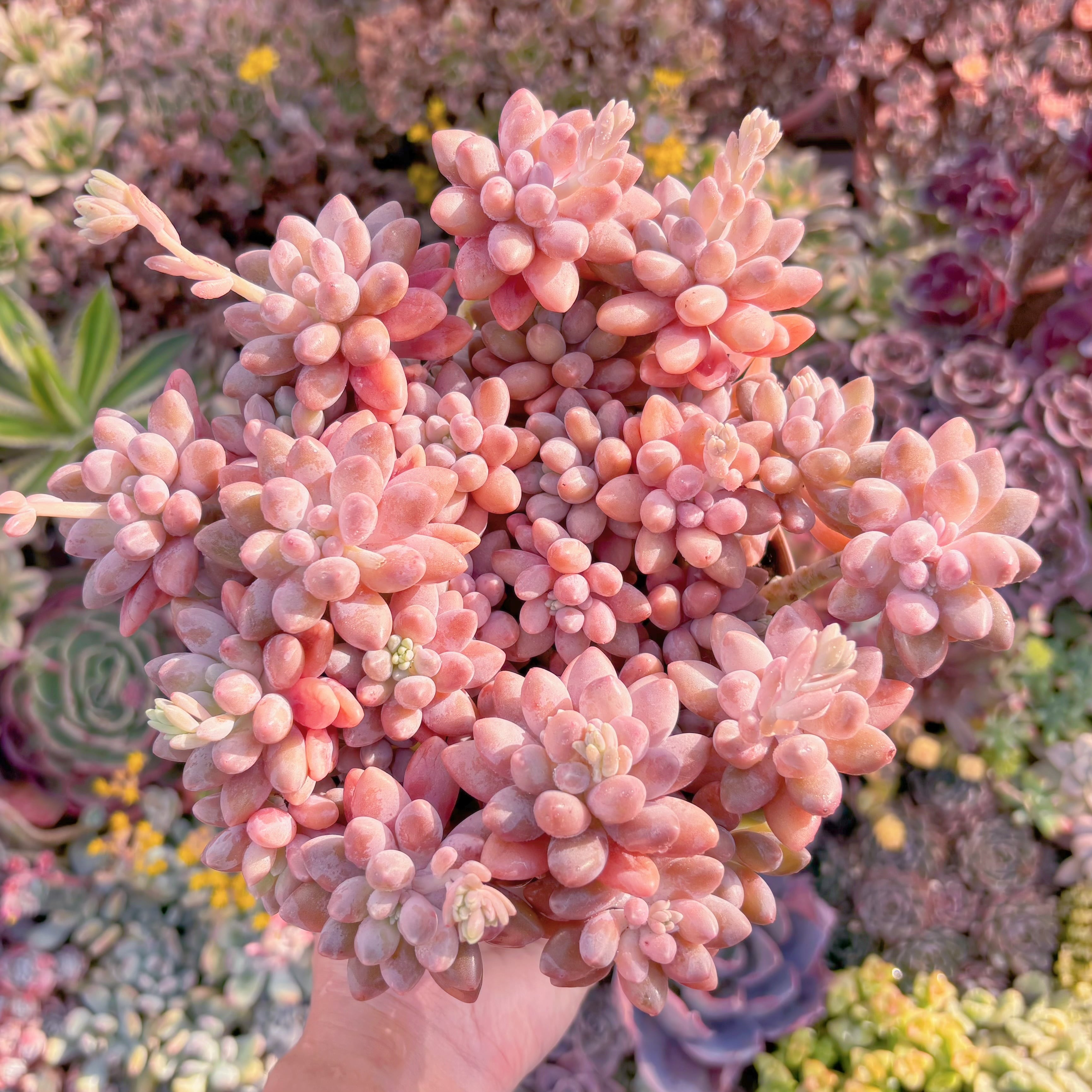 現品　桃美人#M209　特大群生　在庫僅少　新入荷　るる農園