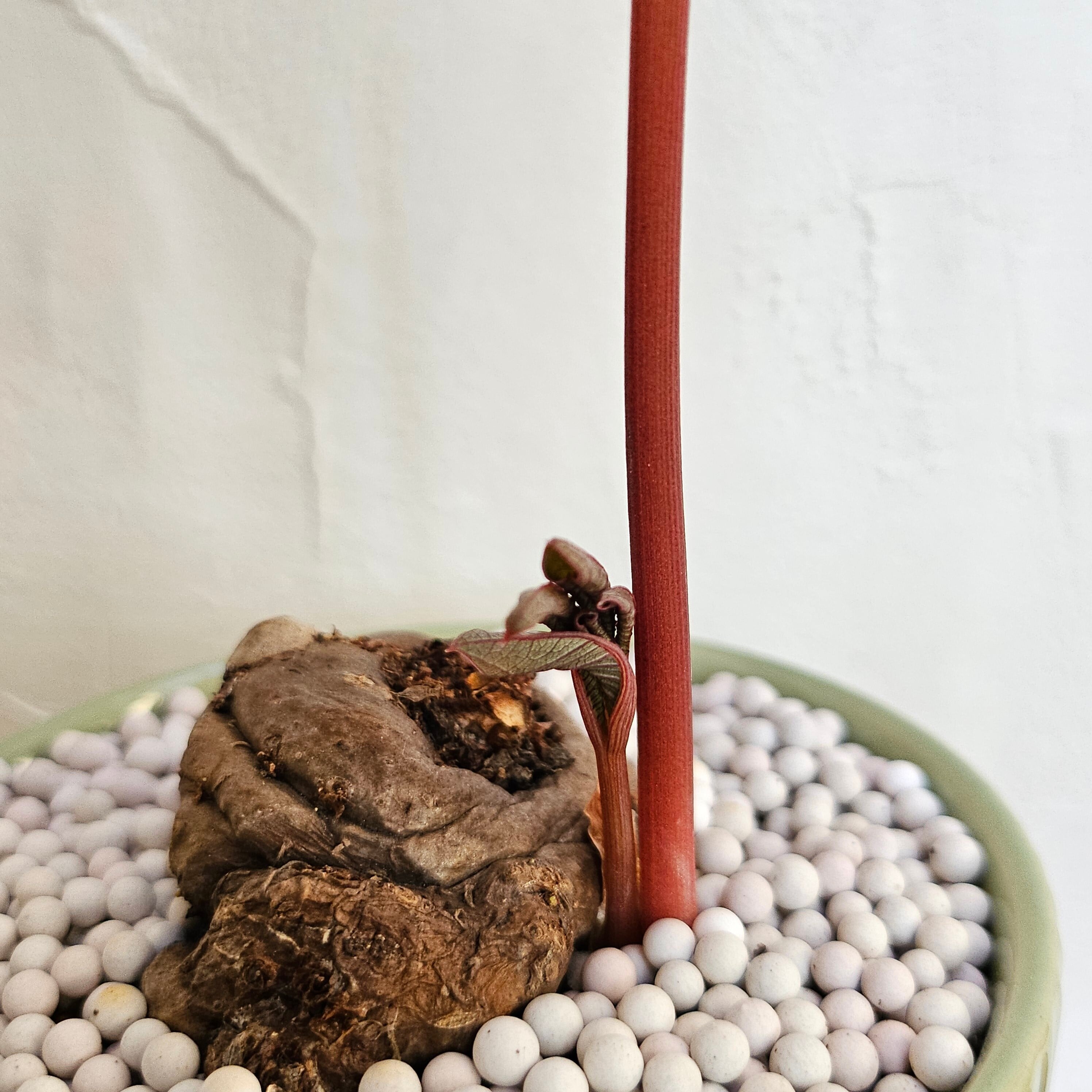 ♡レア〚 アモルフォファルス アトロビリディス 〛 Amorphophallus