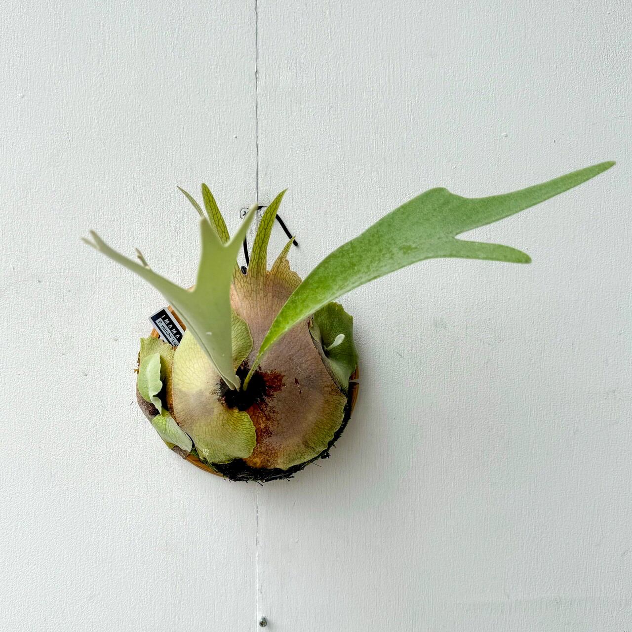 P.hillii dwarf spore ビカクシダ 【公式通販】