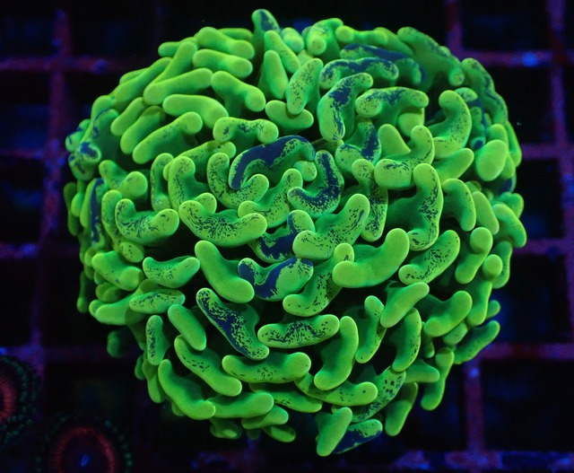 Neon Pulse 2
