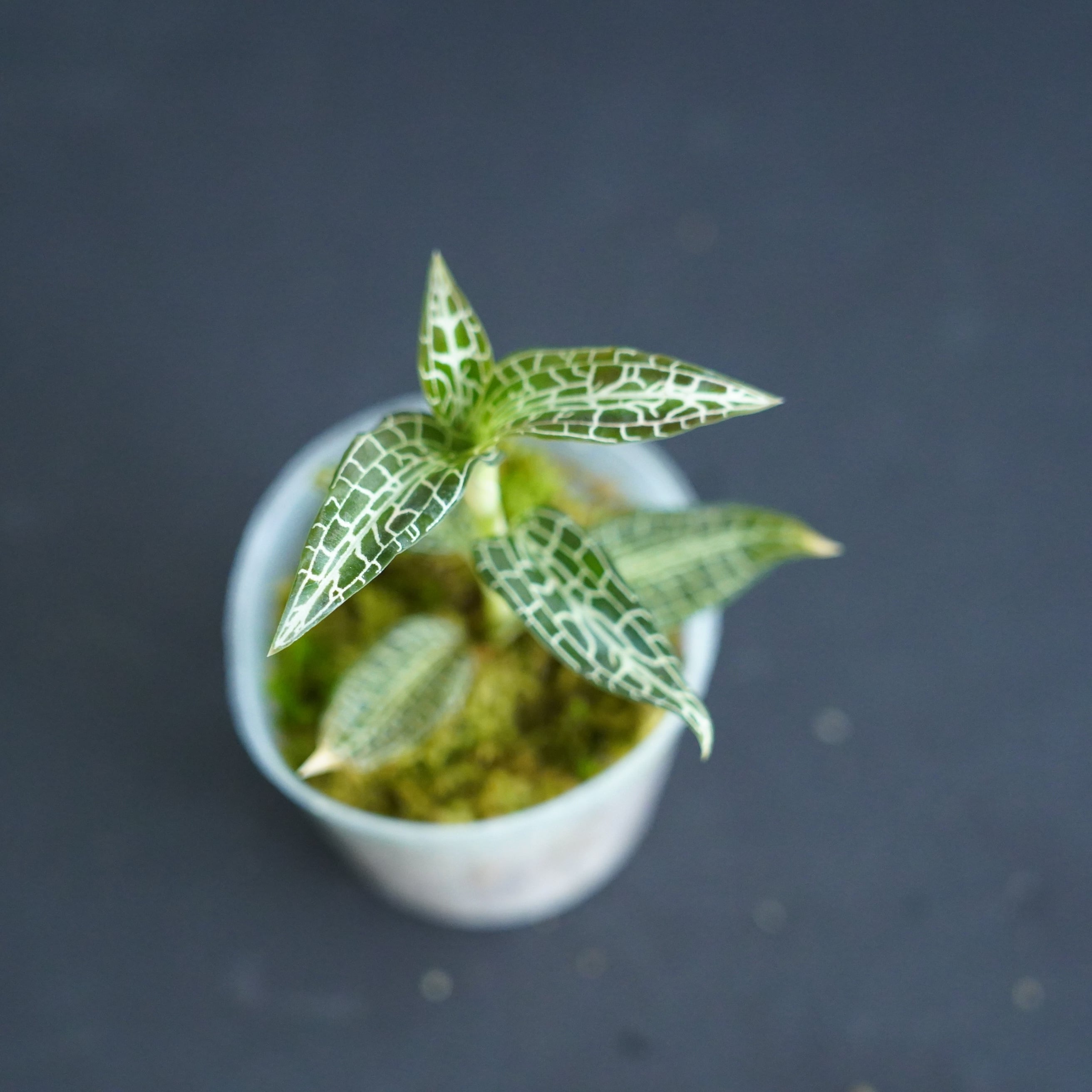 ◇現品◇Goodyera hispida【ジュエルオーキッド宝石蘭】#729 | 苔