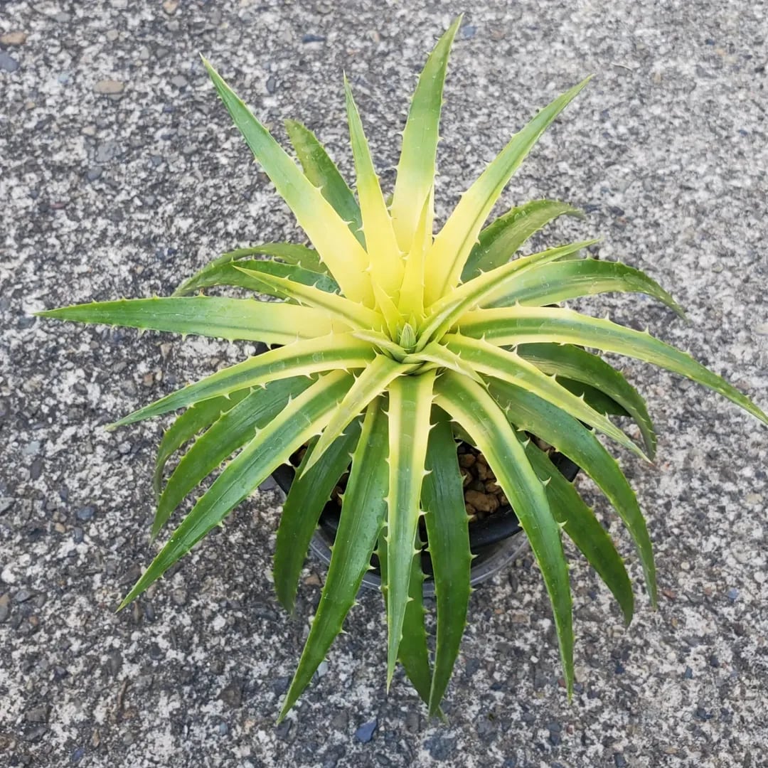 Dyckia（ディッキア） | レアプランツ通販サイトPlants Maniax