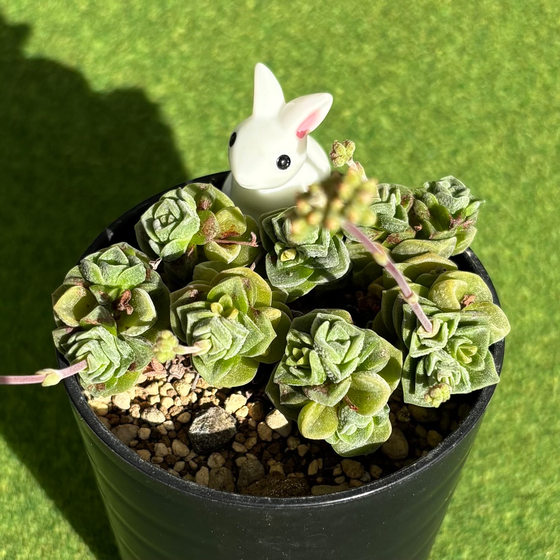 多肉植物 豆彦商店