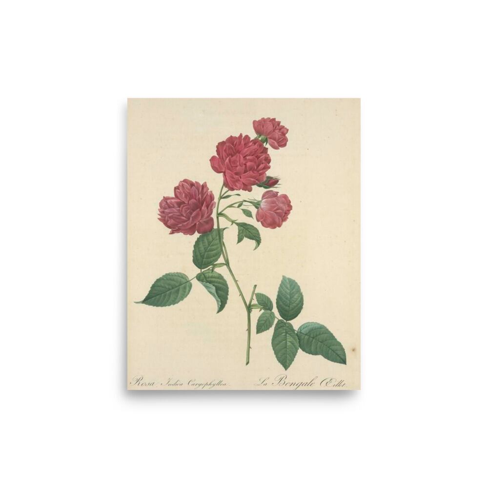 ルドゥーテの薔薇アートプリント Rosier du Bengale | ヴィンテージ