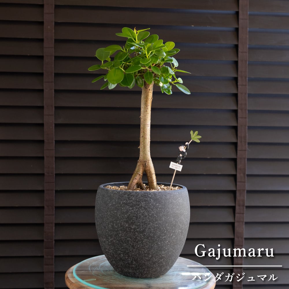パンダガジュマル 接ぎ木 6号 陶器鉢 ピック付 観葉植物 パンダガジュマル 接ぎ木 6号 陶器鉢 ピック付 観葉植物