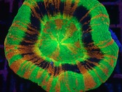 Scolymia MasterGrade