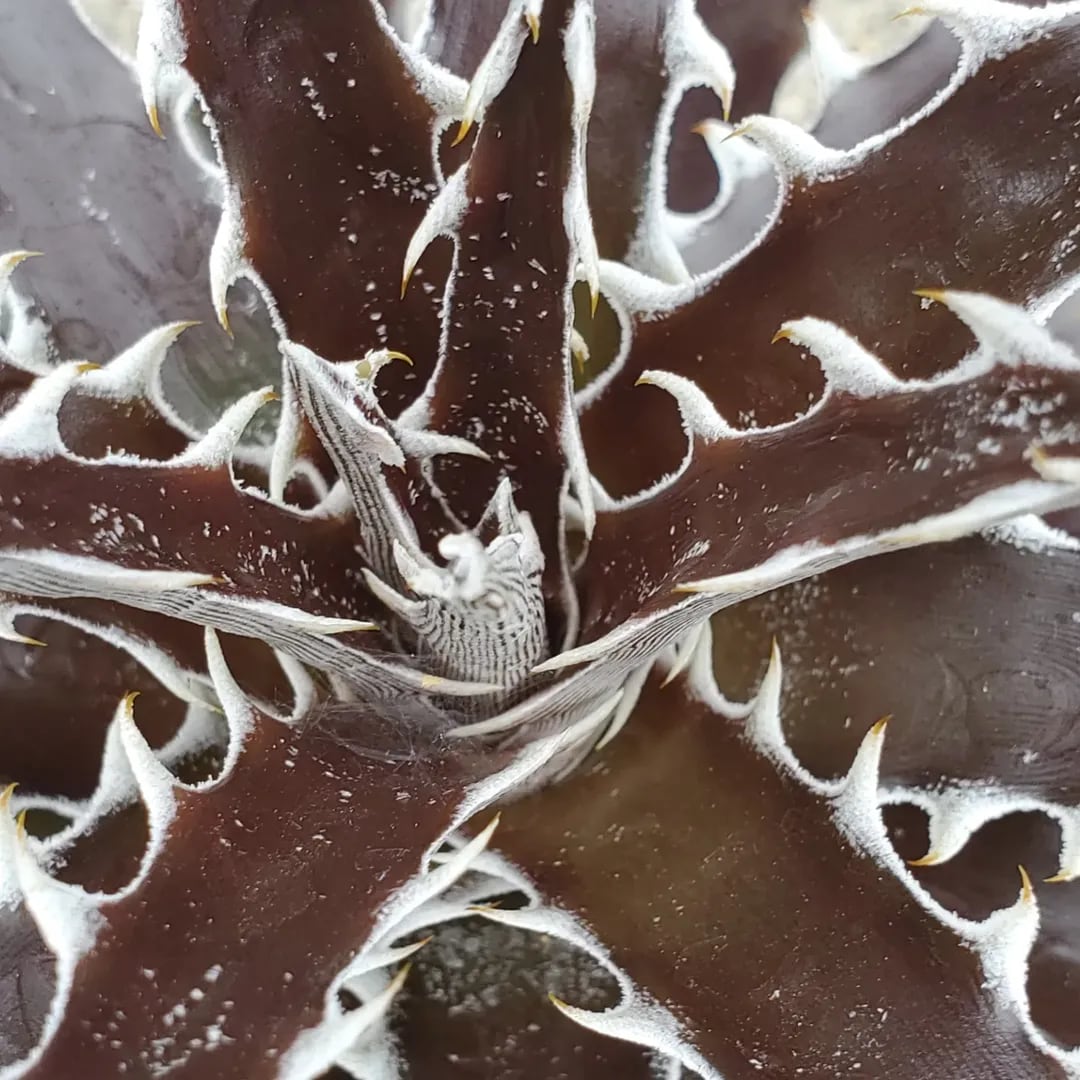 F00307_Dyckia 'Z'gok'：ディッキア・ズゴック（子株） | レアプランツ