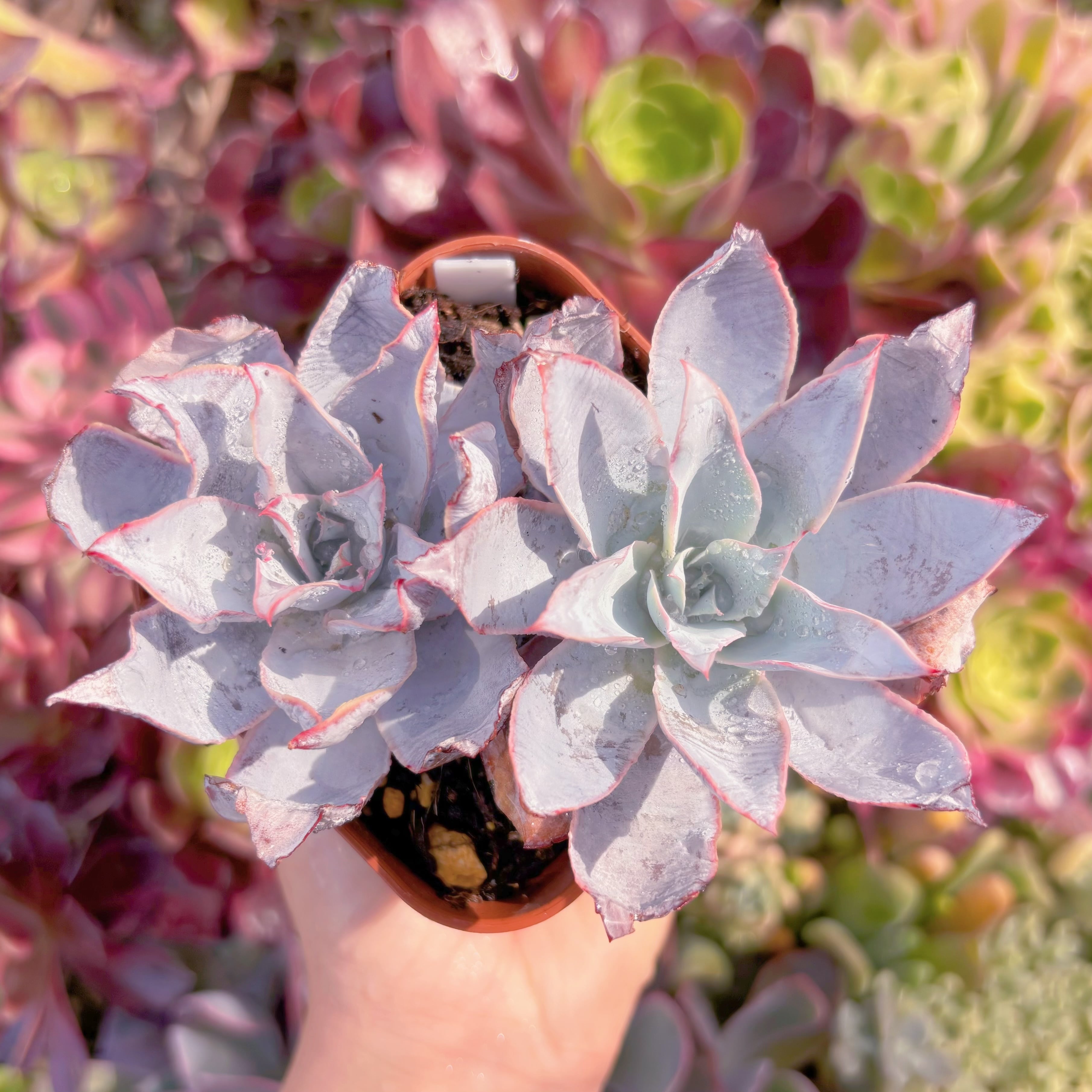 現品　カンテ#F210　るる農園