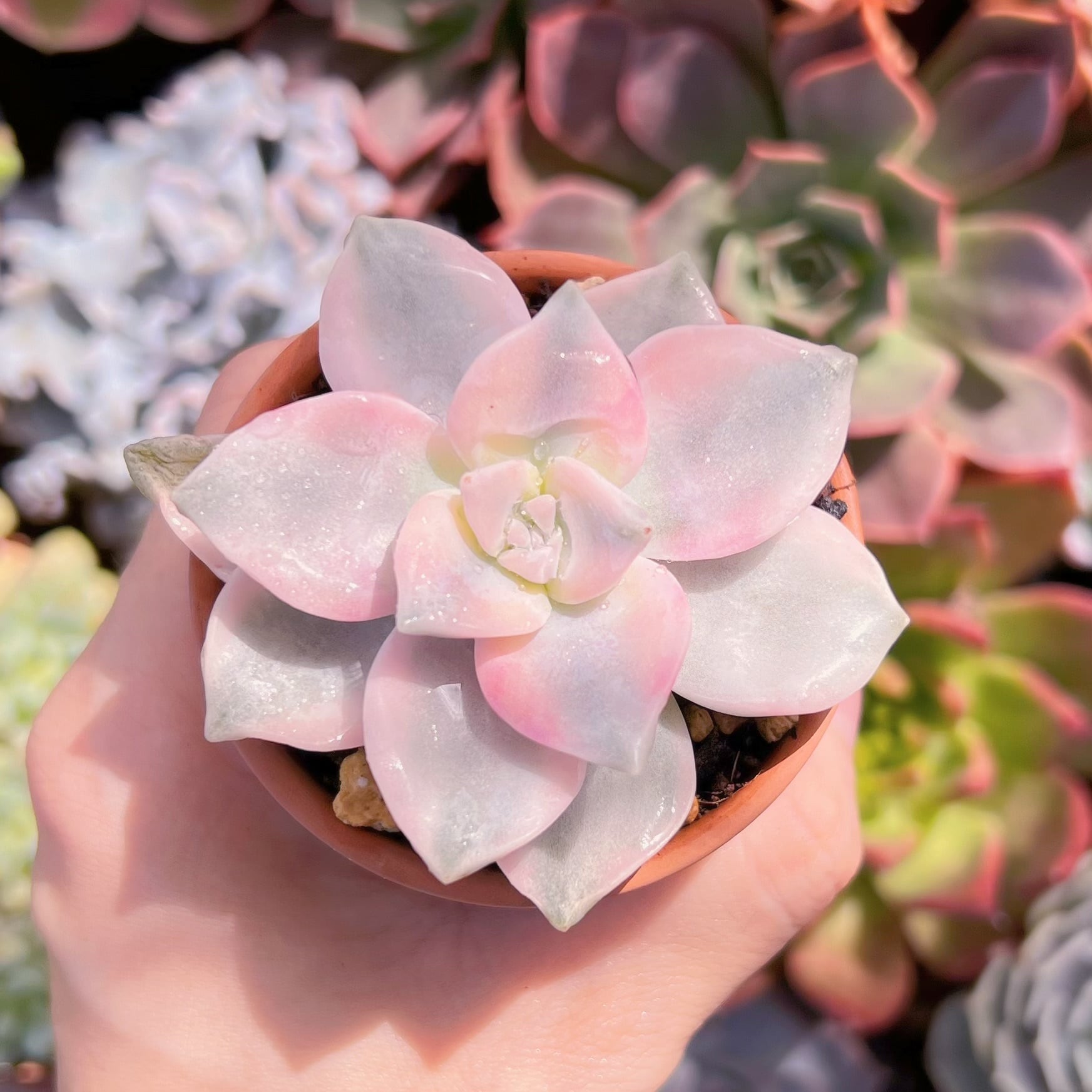 多肉植物　パープルディライト錦　新入荷　るる農園