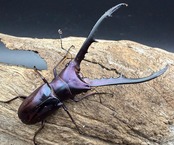 《メタリフェルホソアカ亜種フィナエ パープル系 66.5mm ペア》