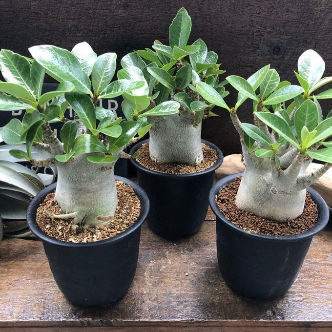 アデニウム アラビカム ドワーフ 4号サイズ 塊根植物 蛸足 観葉植物
