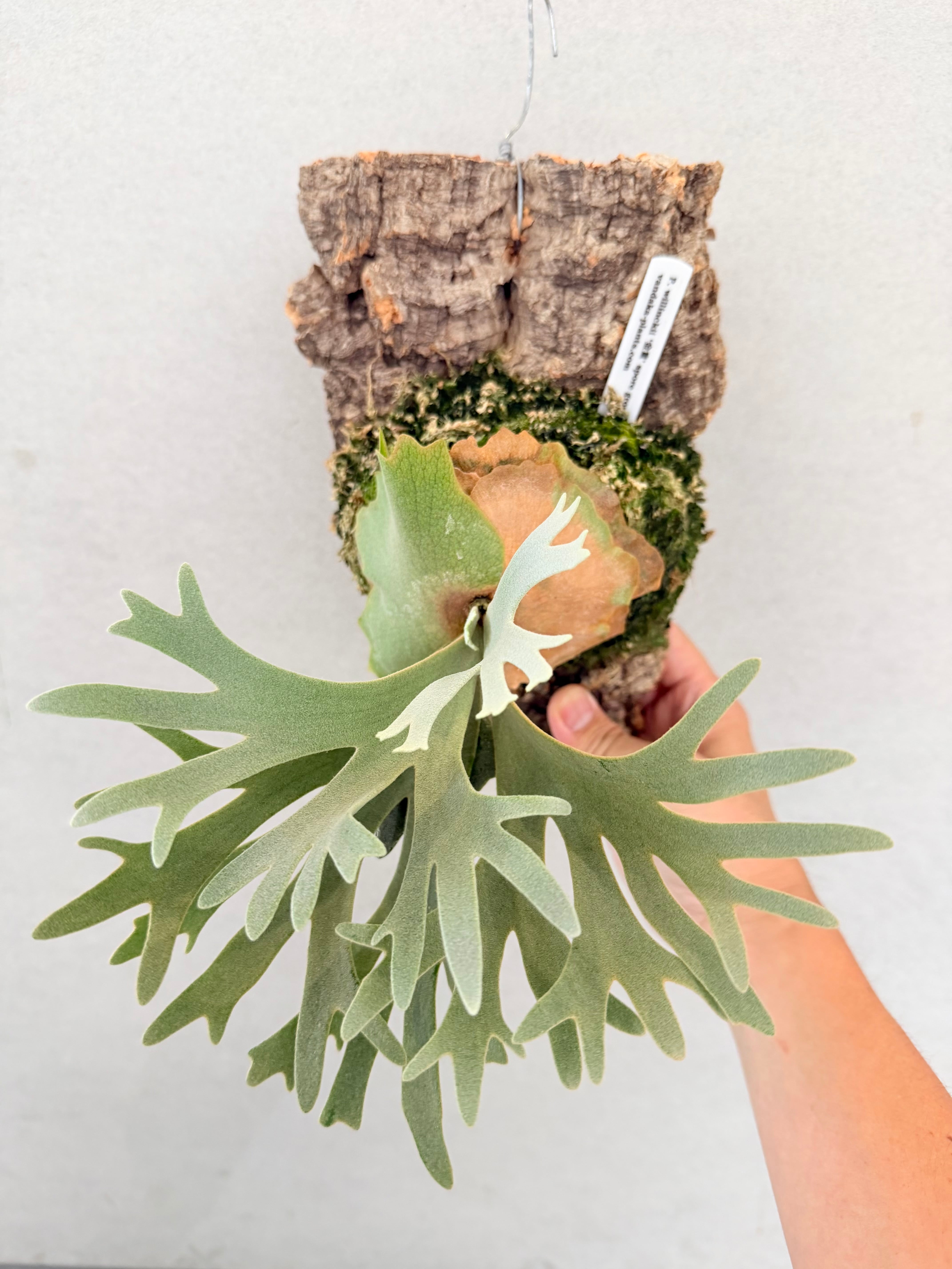 Platycerium_ビカクシダ | vandaka plants