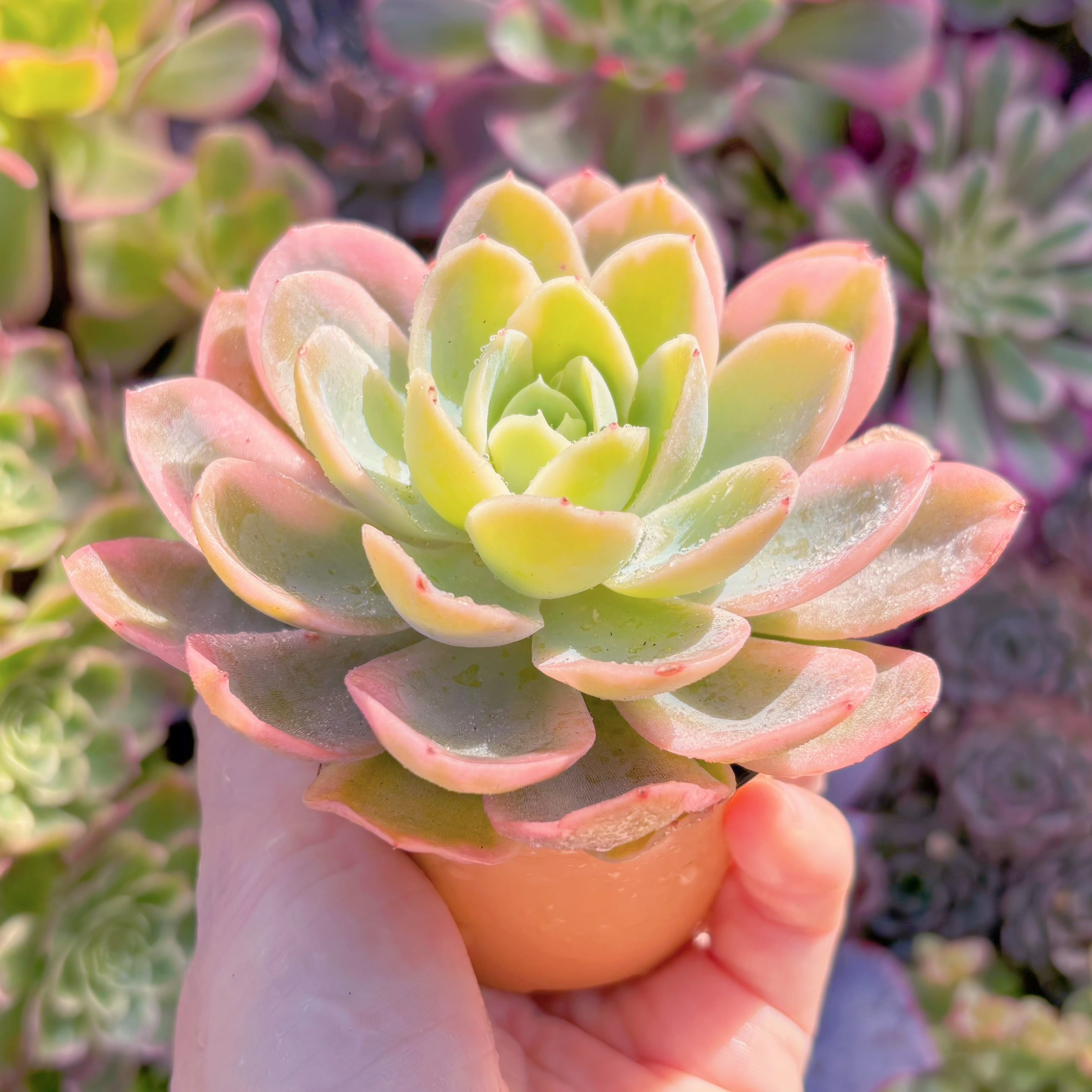 多肉植物 ピンクベラ錦 新入荷 るる農園 | るる農園~多肉植物専門