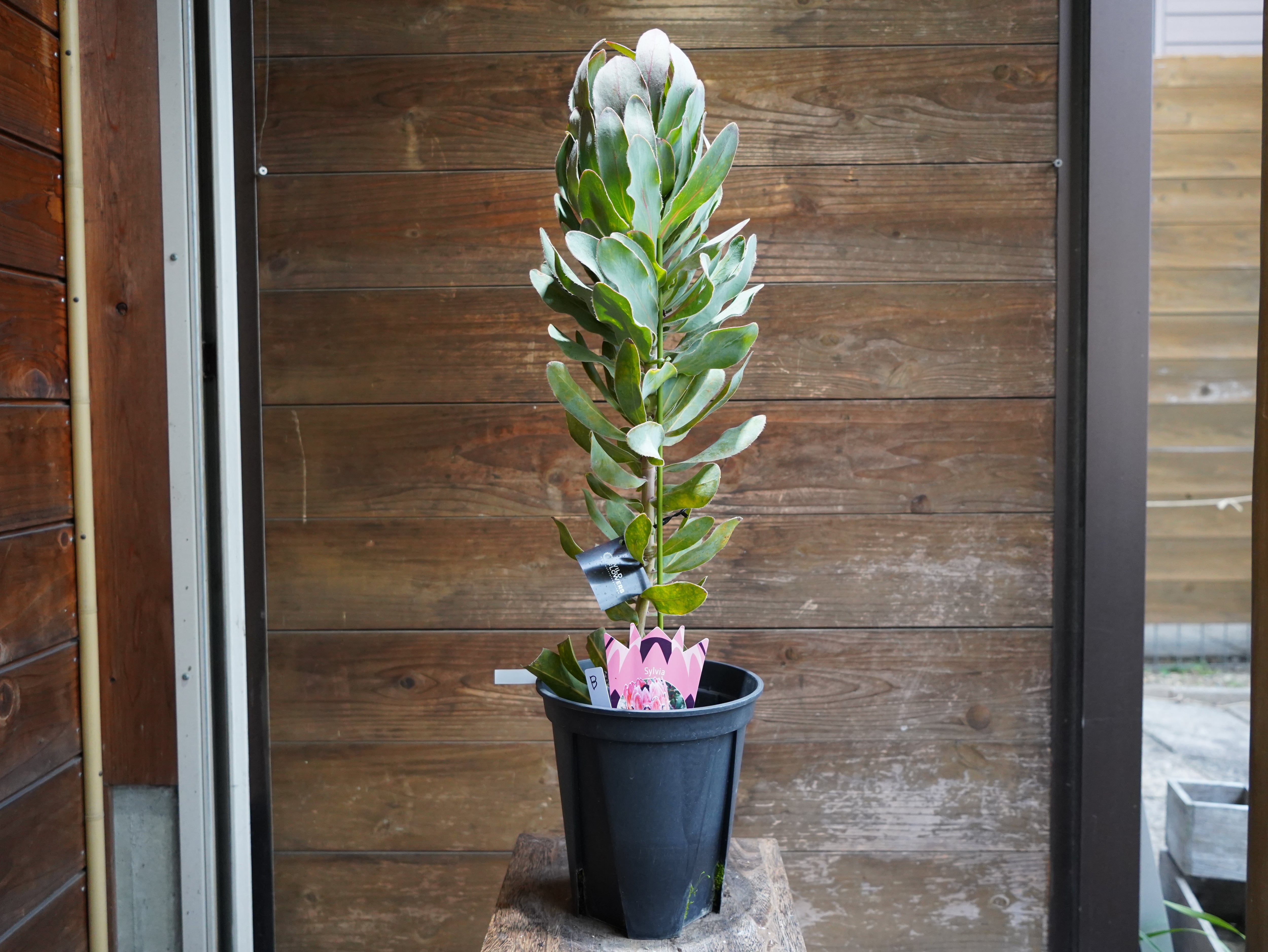 【現物】プロテア ”シルビア”　B