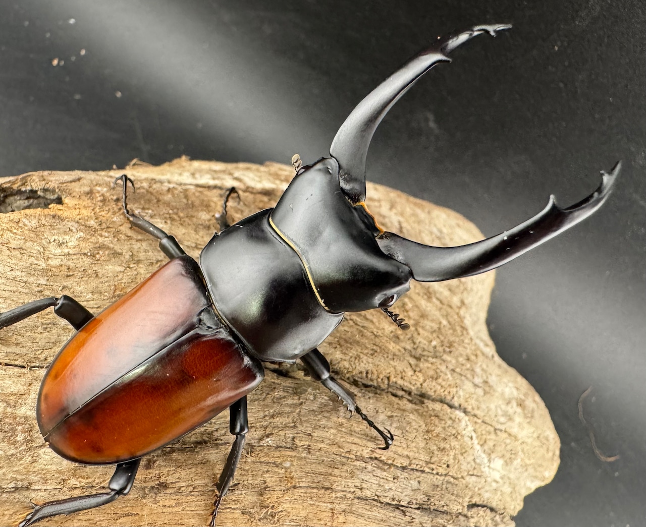 【WD】《マクレイコクワ チベット産 67mm A'品ペア》