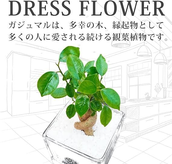 あ*ん様 元祖⬛︎ 白玉 ガジュマル ⬛︎挿し木用 観葉植物 ガジュマル 8号 パンダ 朴仕立て ビアスソリッド 白