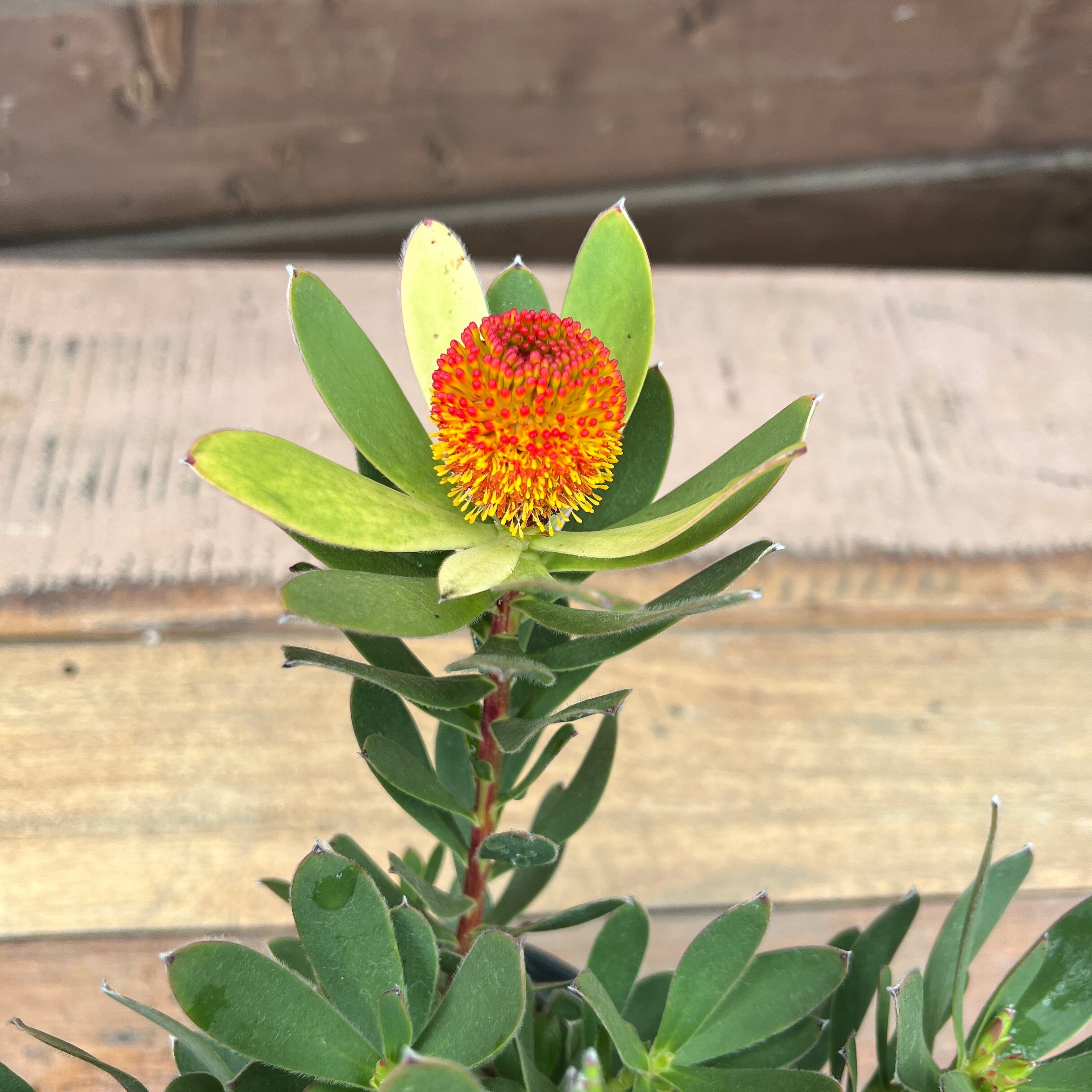 リューカデンドロン サマーサン① | 沼ノ上農園