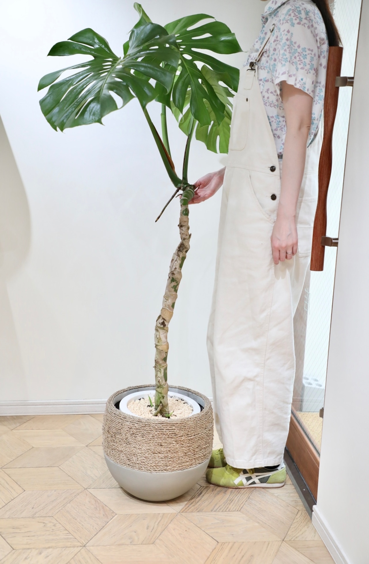 【渋谷区周辺エリア配送無料】【L/155cm】モンステラ デリシオーサ ※陶器鉢カバー別売