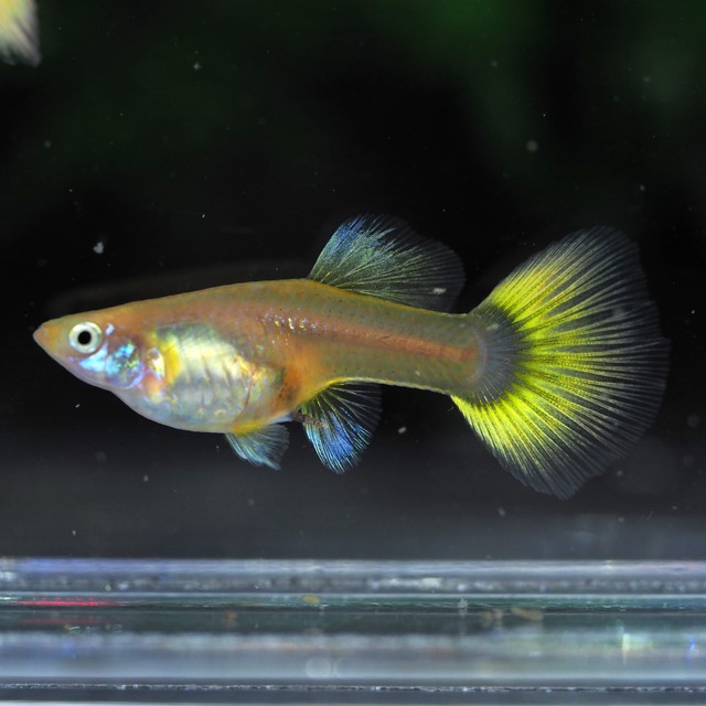 【セール】ゴールデンTaxi 2ペア