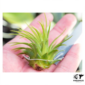 Tillandsia ionantha 'Rubra' (Variegata From Guatemala)