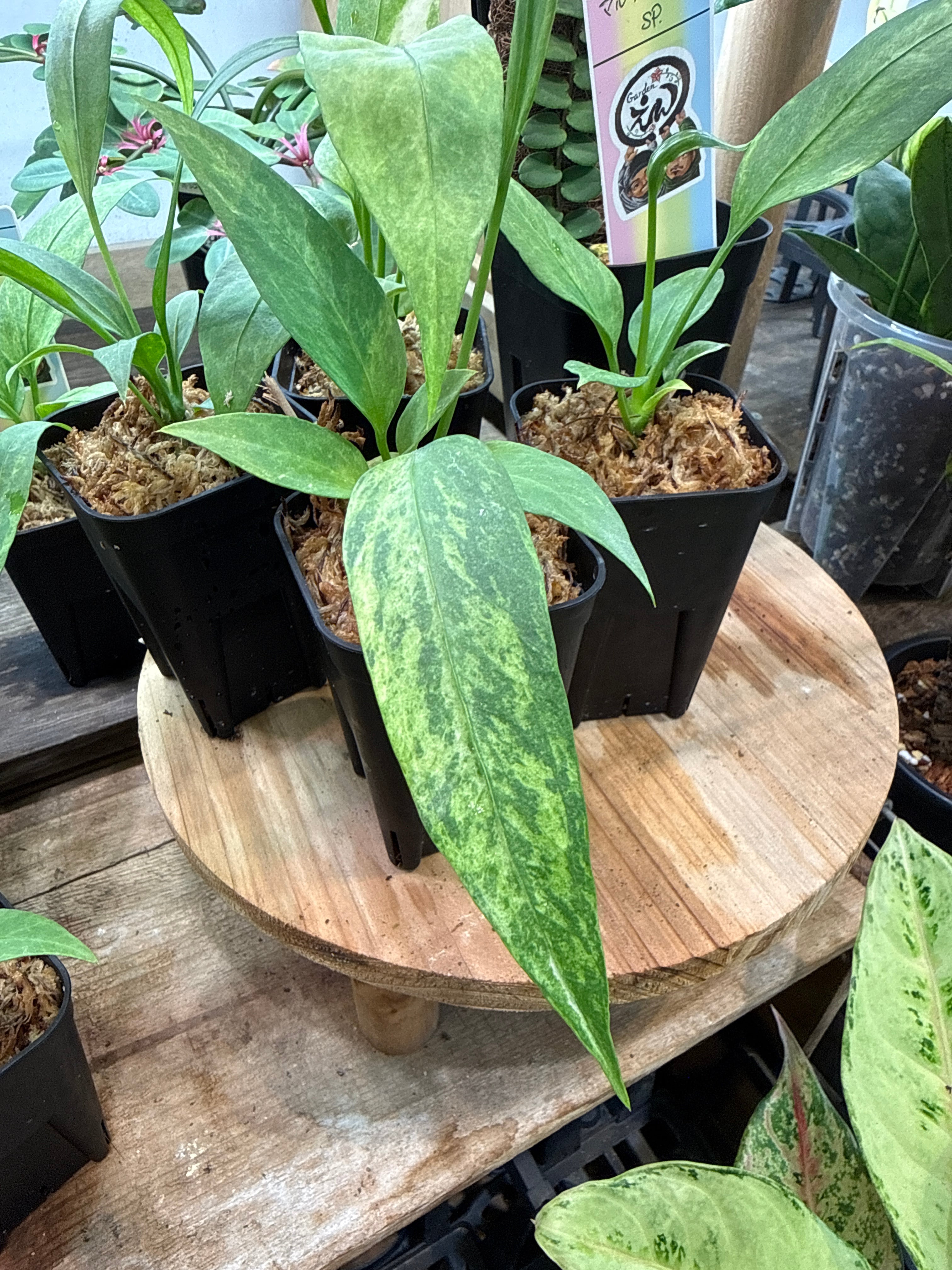 アンスリウム・スパティフィラム類 | Gardenえん 【観葉熱帯植物】