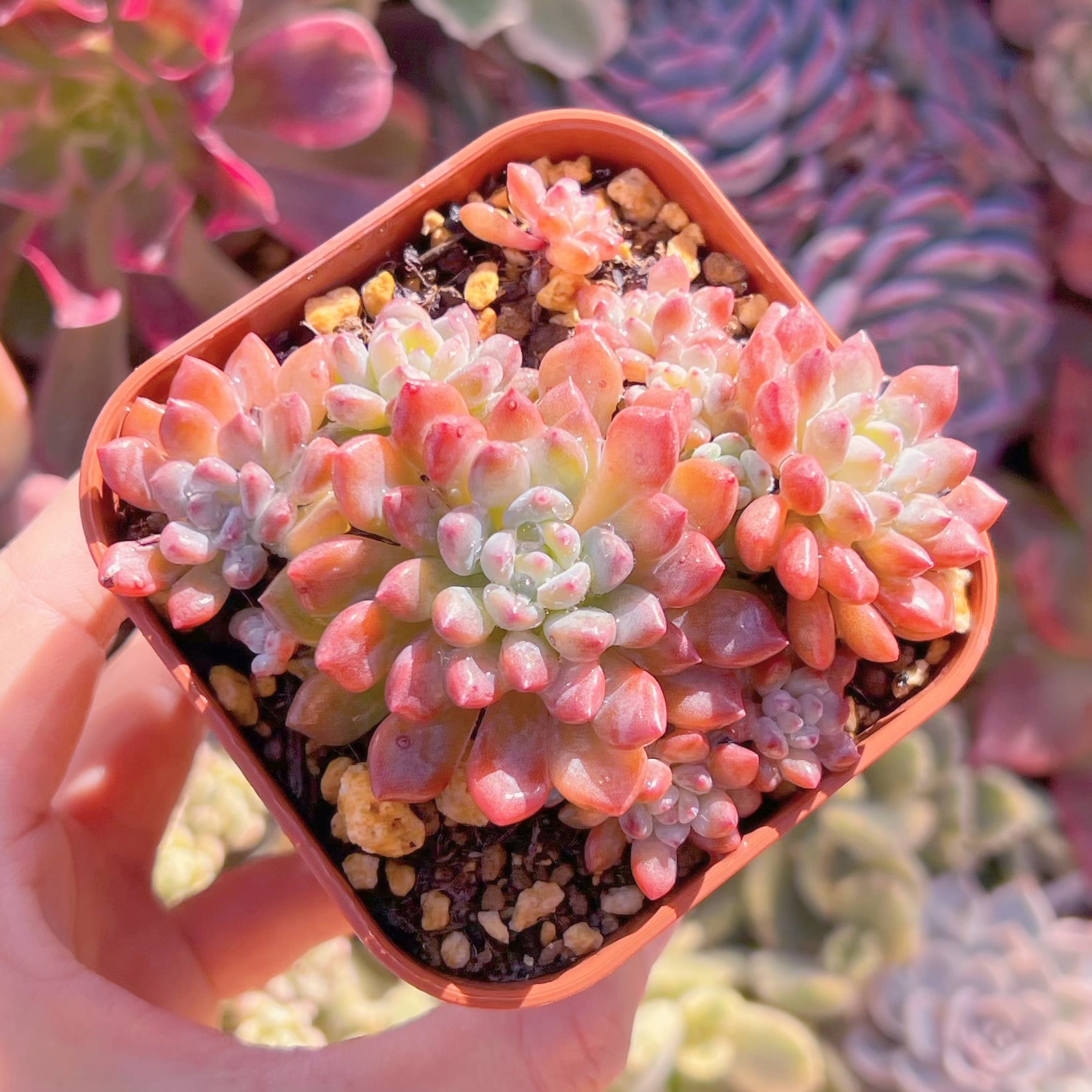 現品　ブルーグロブローサ#2201   群生　新入荷　るる農園