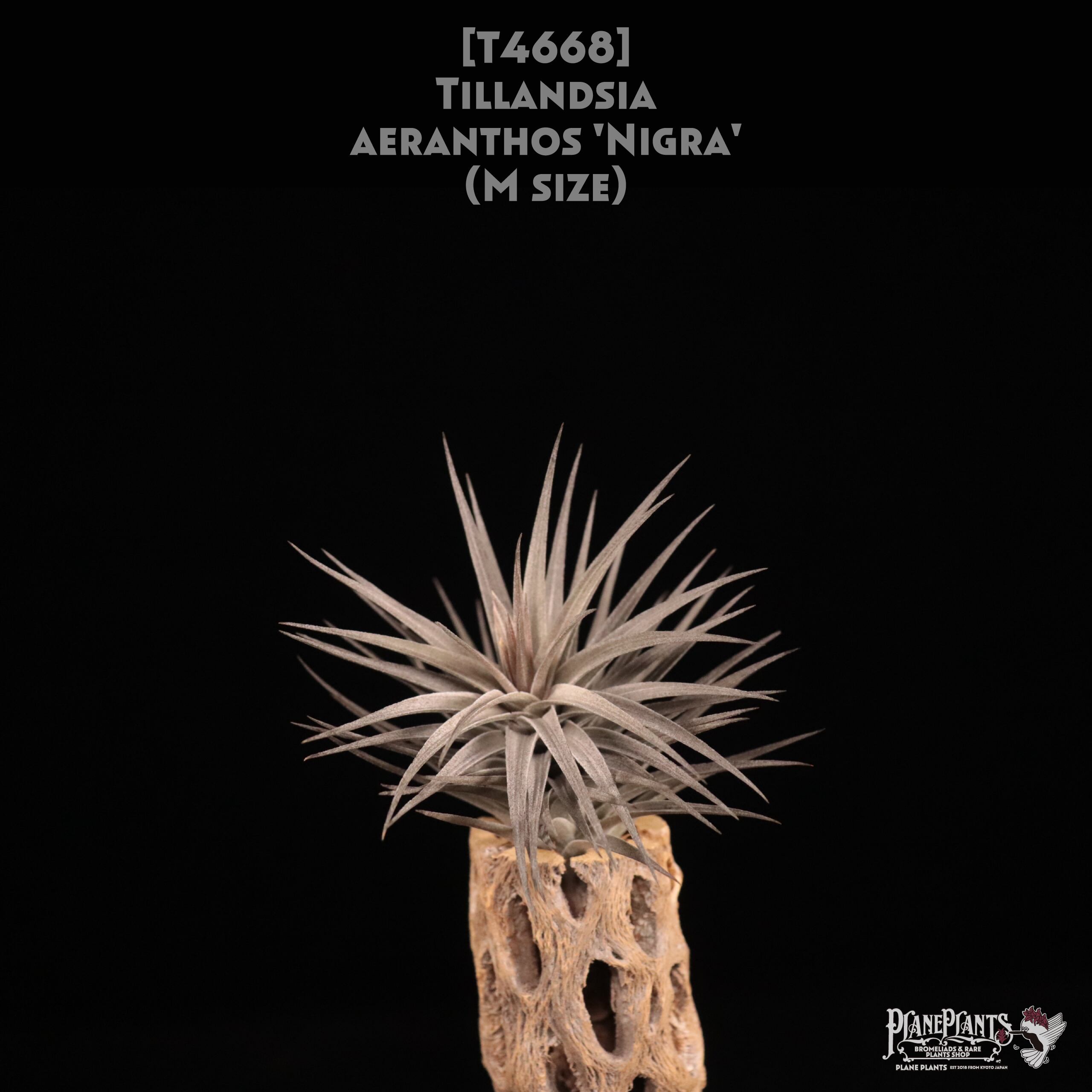 【送料無料】aeranthos Nigra M〔エアプランツ〕現品発送T4668