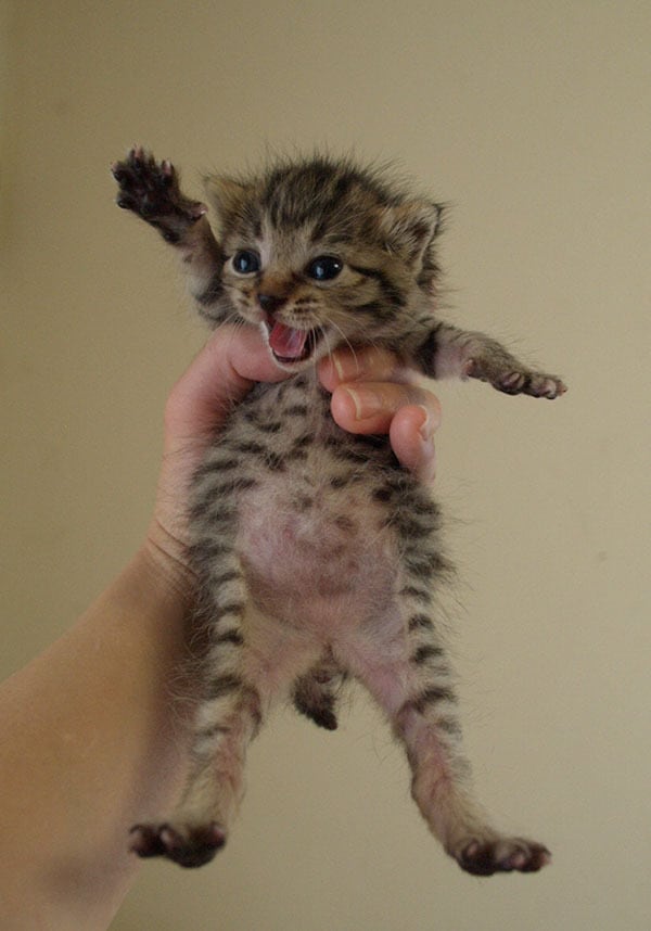 猫 ポストカード The Cat who....ピキャー!10x14.8センチ(cm)官製はがきサイズ 猫写真 はがき ねこ葉書 ネコハガキ Postcard アイとちび 保護猫 子猫の桃