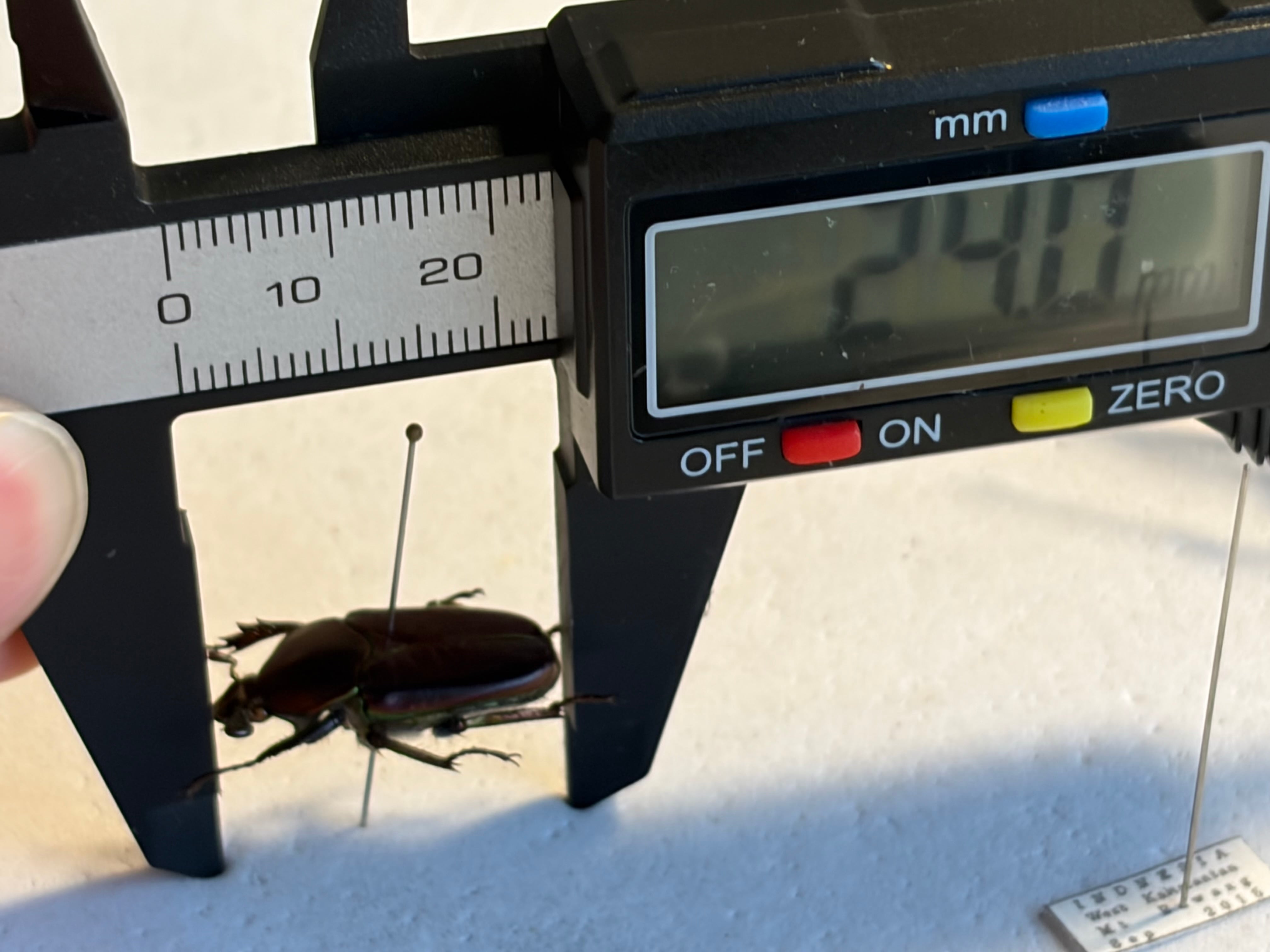 【24mm♀】カブトハナムグリ 標本 24mm♀】カブトハナムグリ 標本 | オモニキチュウ