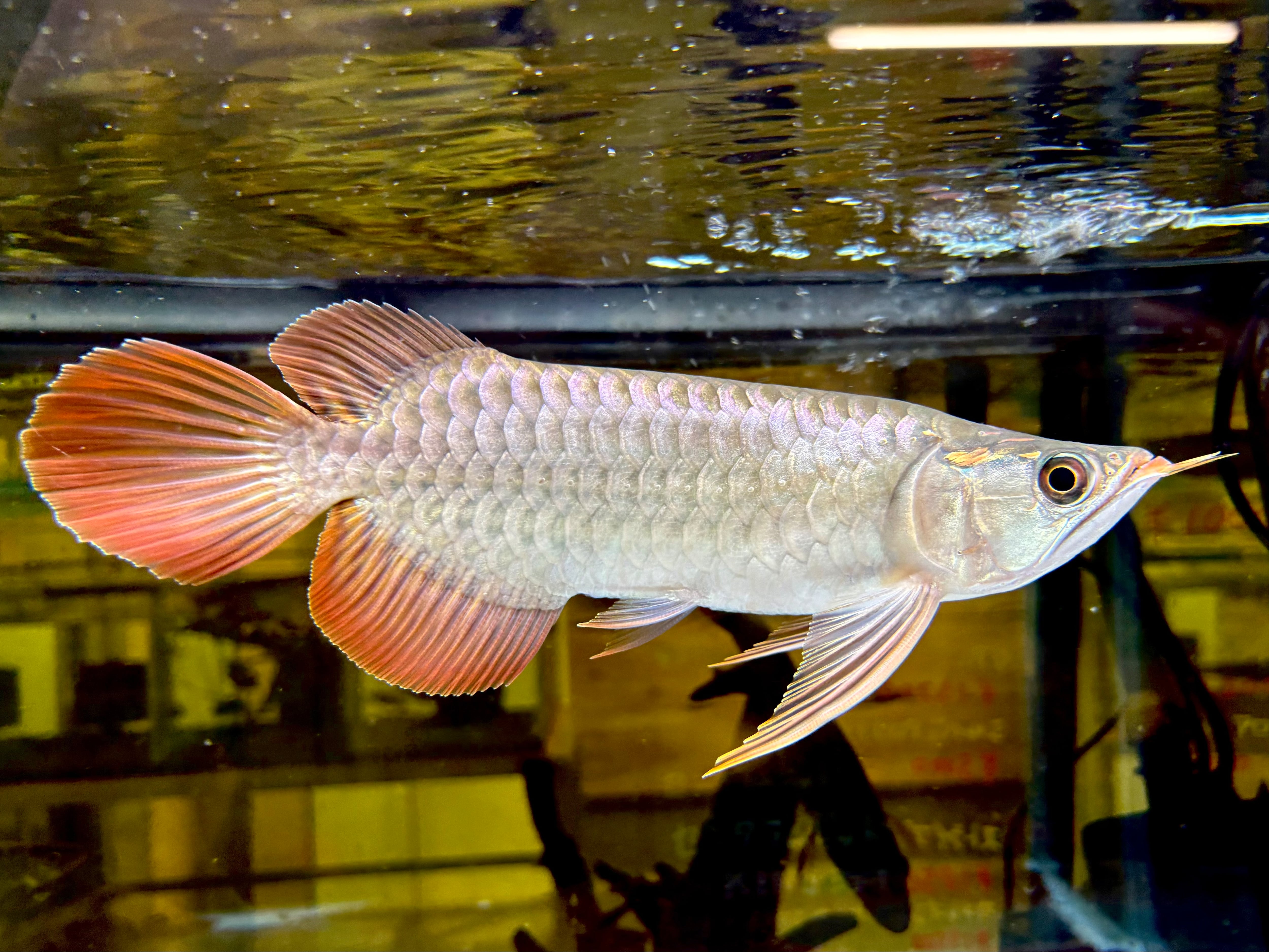 アジアアロワナ センタラムレッド KINGショート22cm | AQUASTYLEG