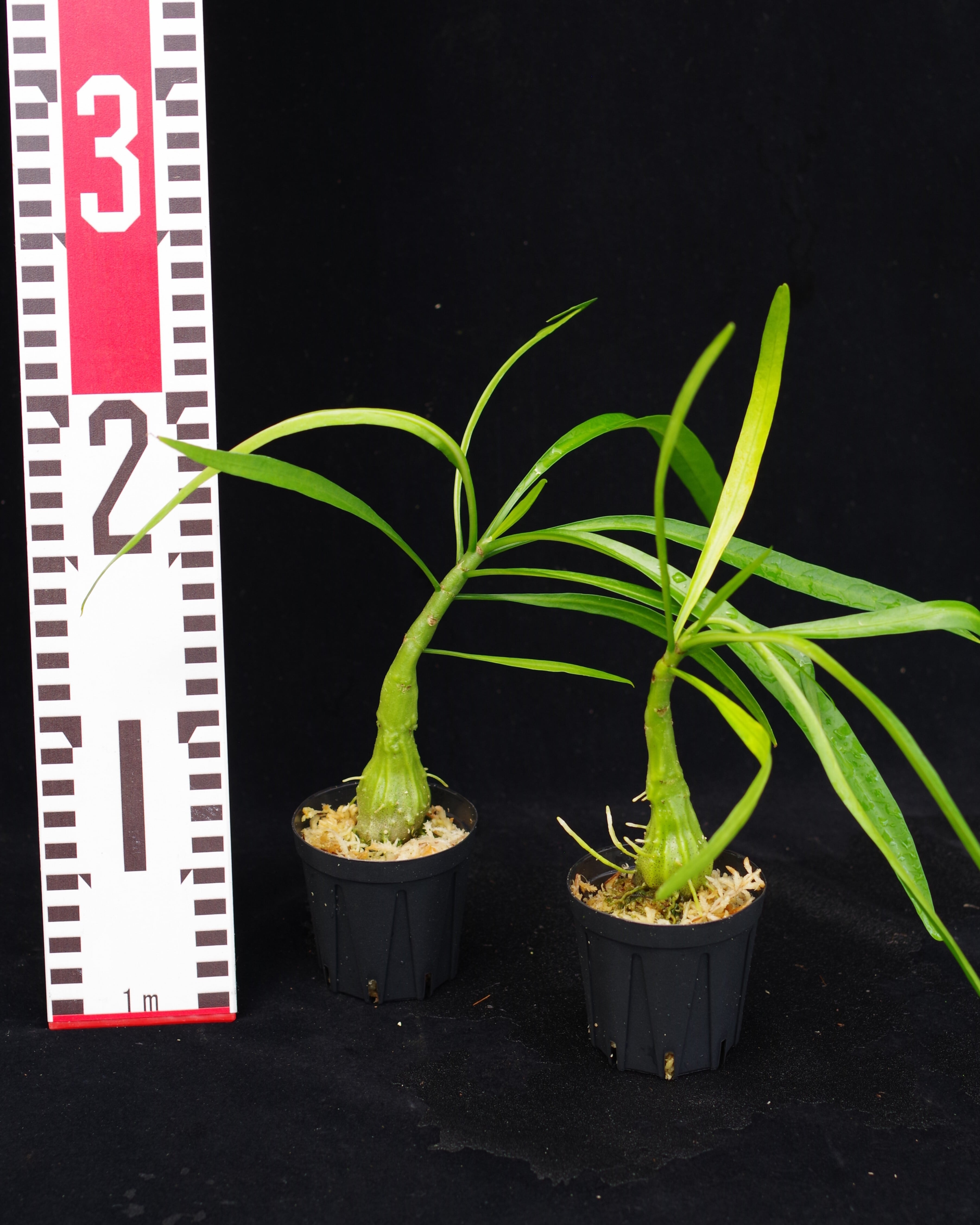 Myrmephytum longissimum (nomen nudum) Urubika | 伊藤蟻植物農園