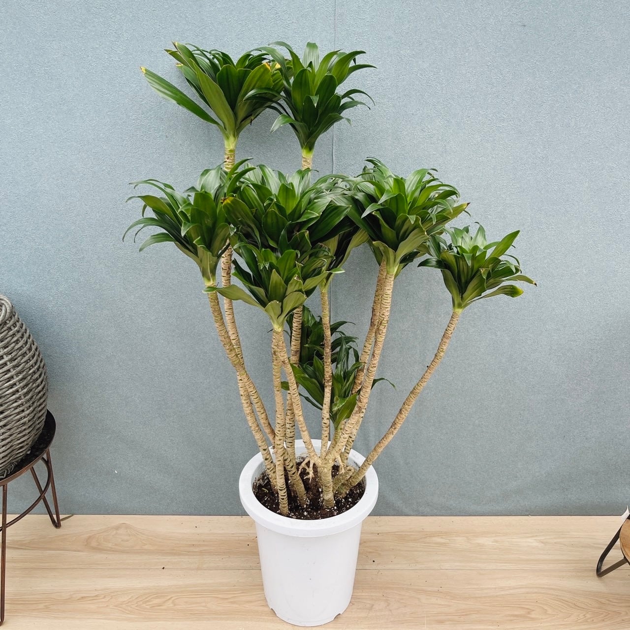 ［現品］H ツピタンサス　8号　観葉植物　室内　大型　おしゃれ　大きめ　人気 現品］ツピタンサス 8号 観葉植物 室内 大型 おしゃれ シェフレラ
