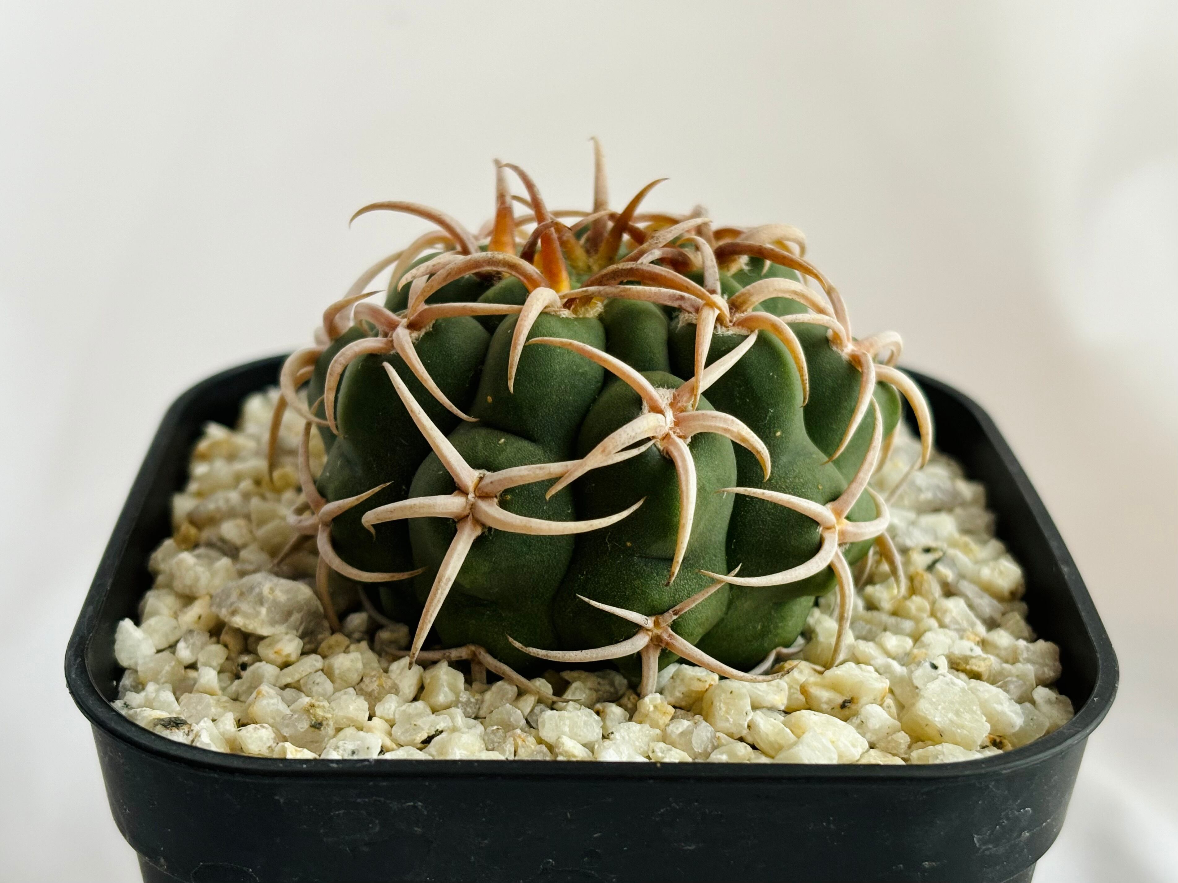 Gymnocalycium mostii ssp. ferocior ギムノカリキュウム フェロ